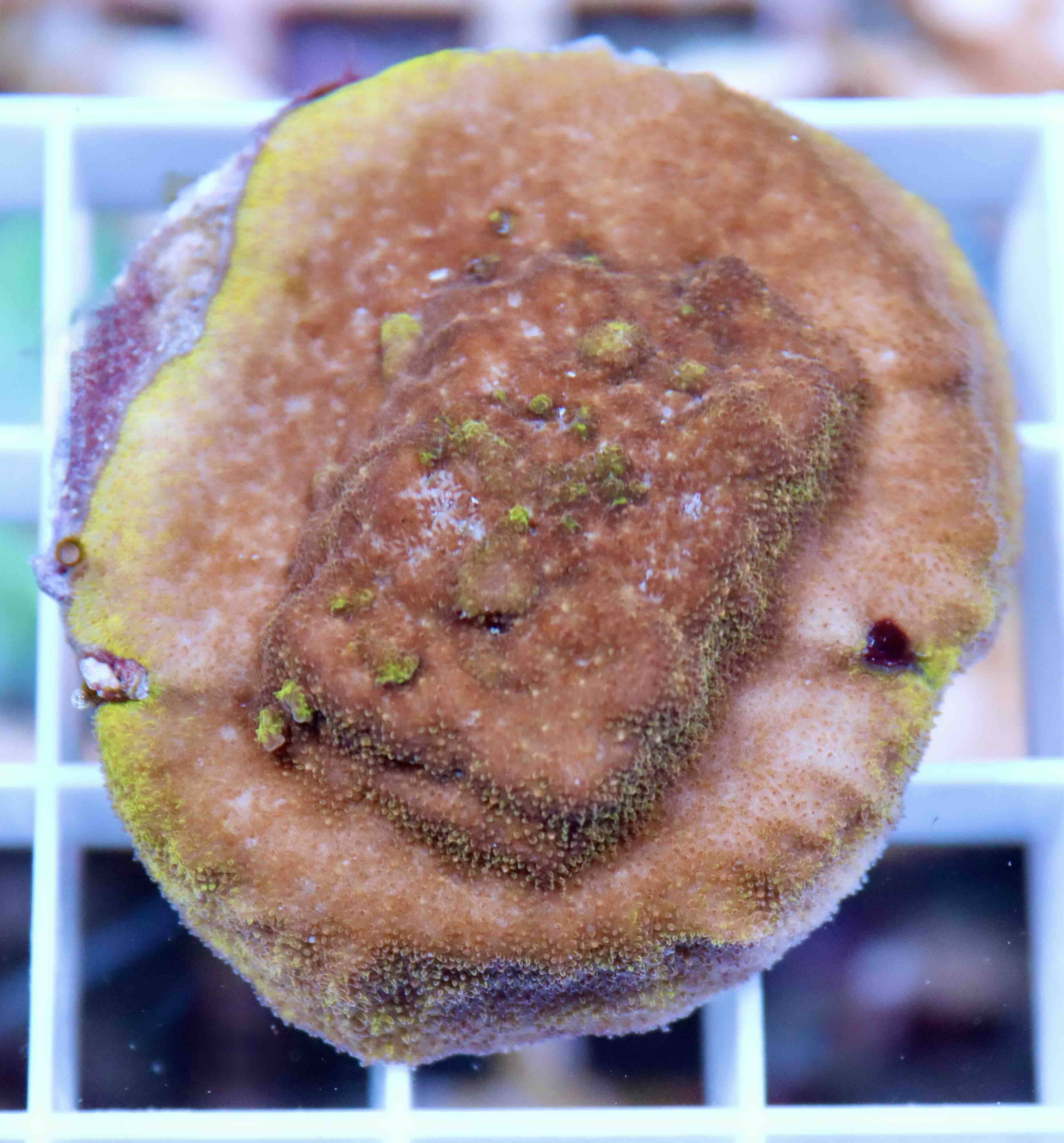 Psammocora Watermelon (M)