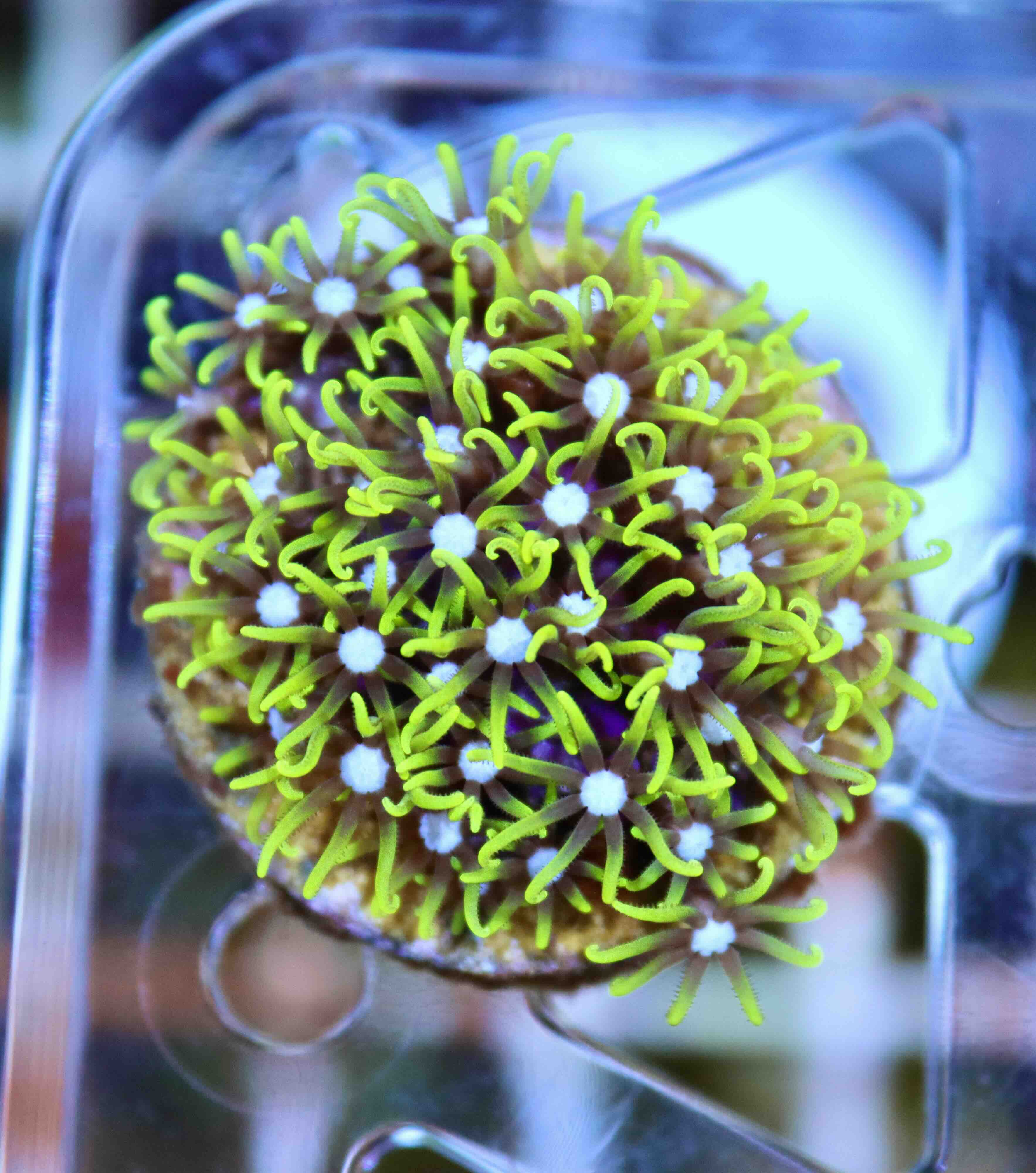 Briareum ultra green (M)