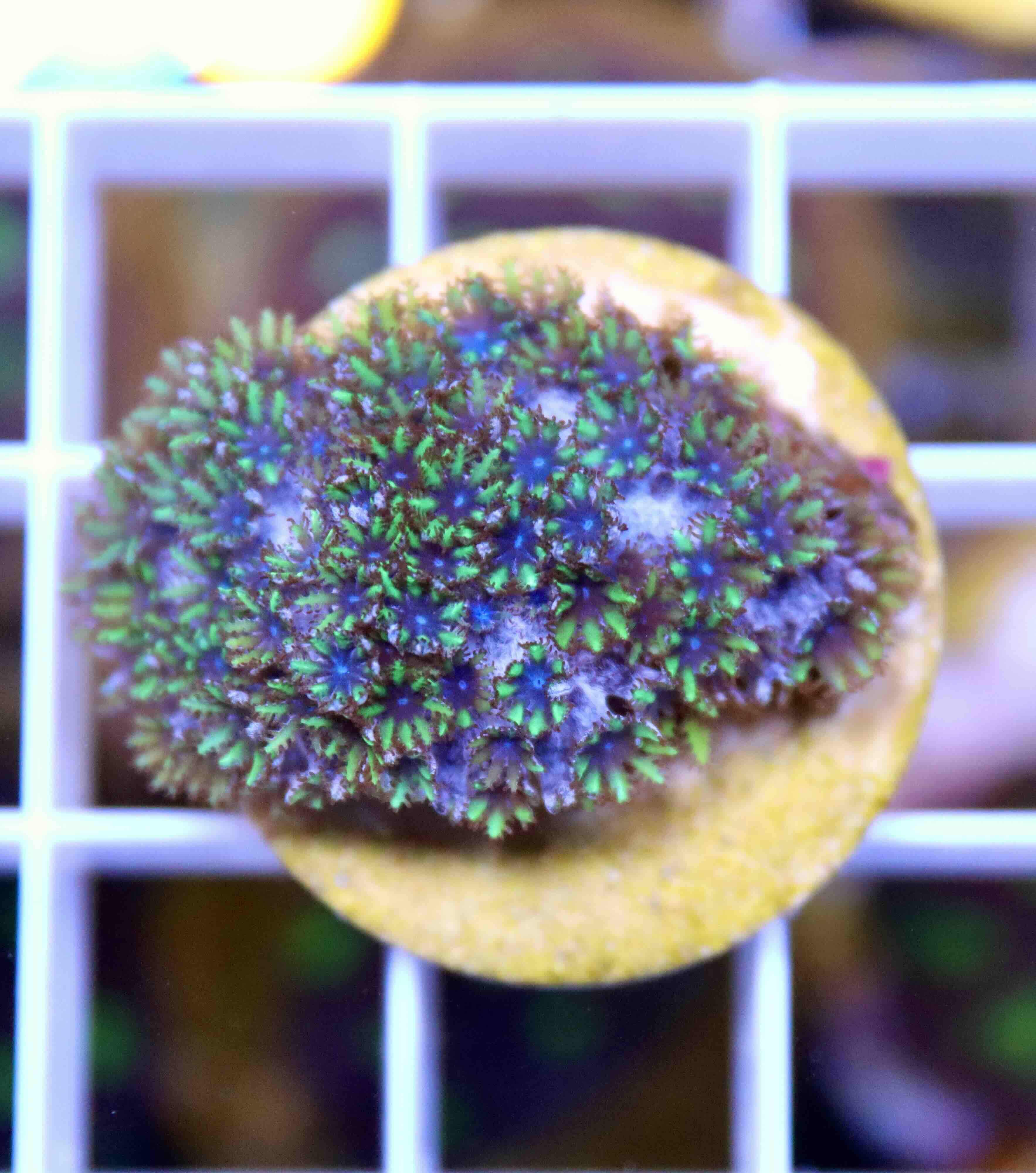 Sympodium Blue & Green (M), WYSIWYG70,1