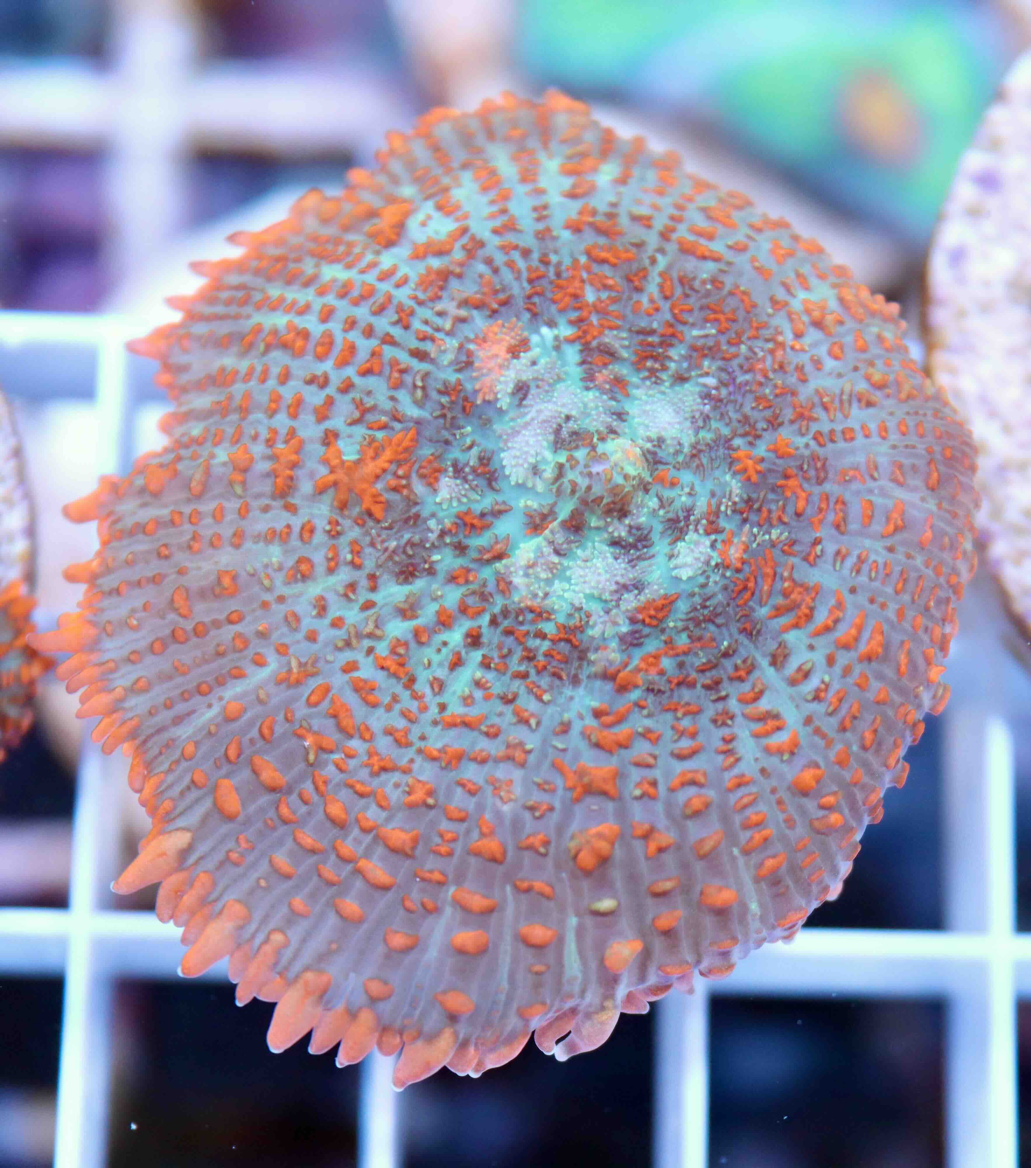Rhodactis inchoata Ultra Orange (1 polyp)