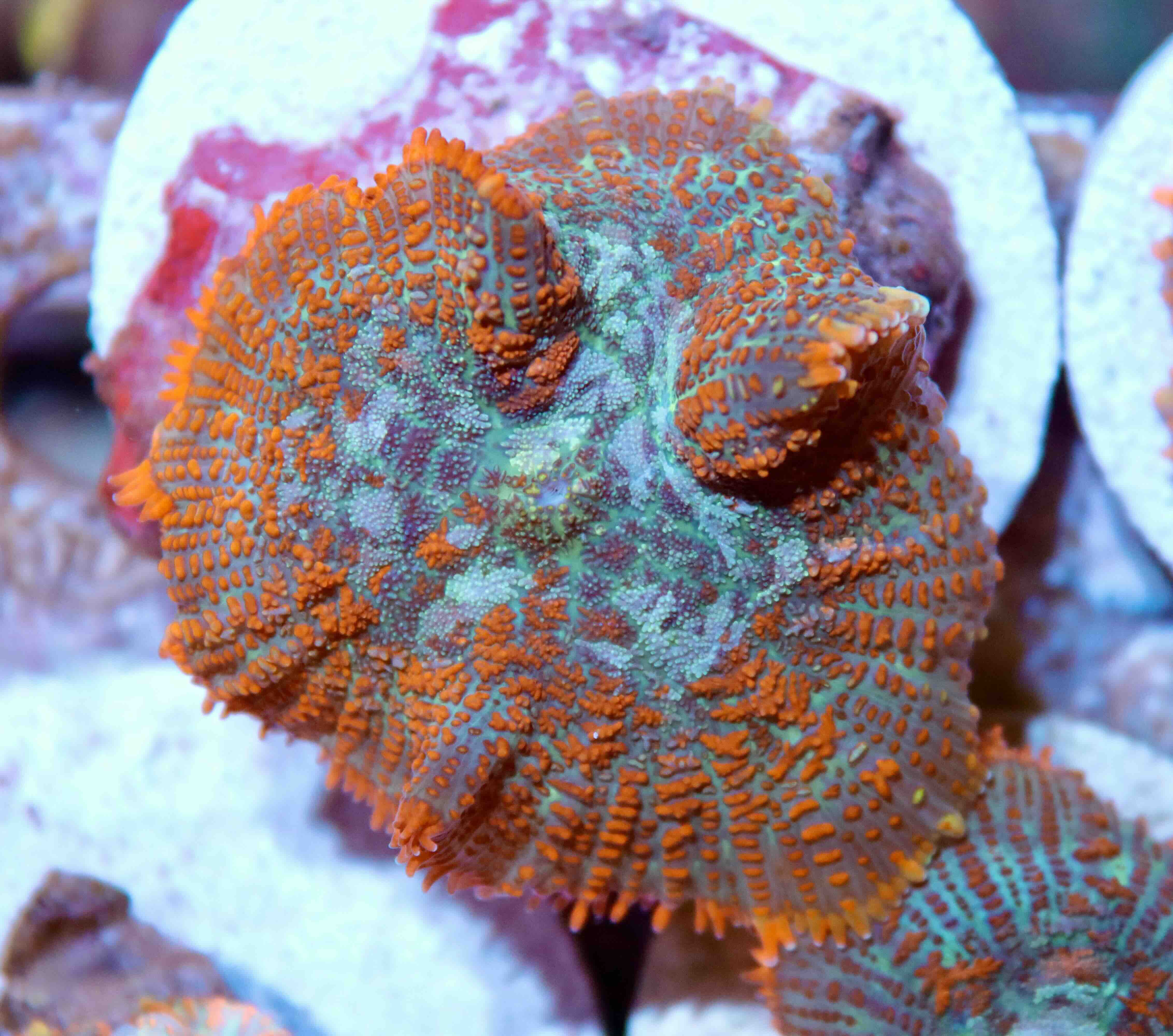 Rhodactis inchoata Ultra Orange (1 polyp), WYSIWYG17,1