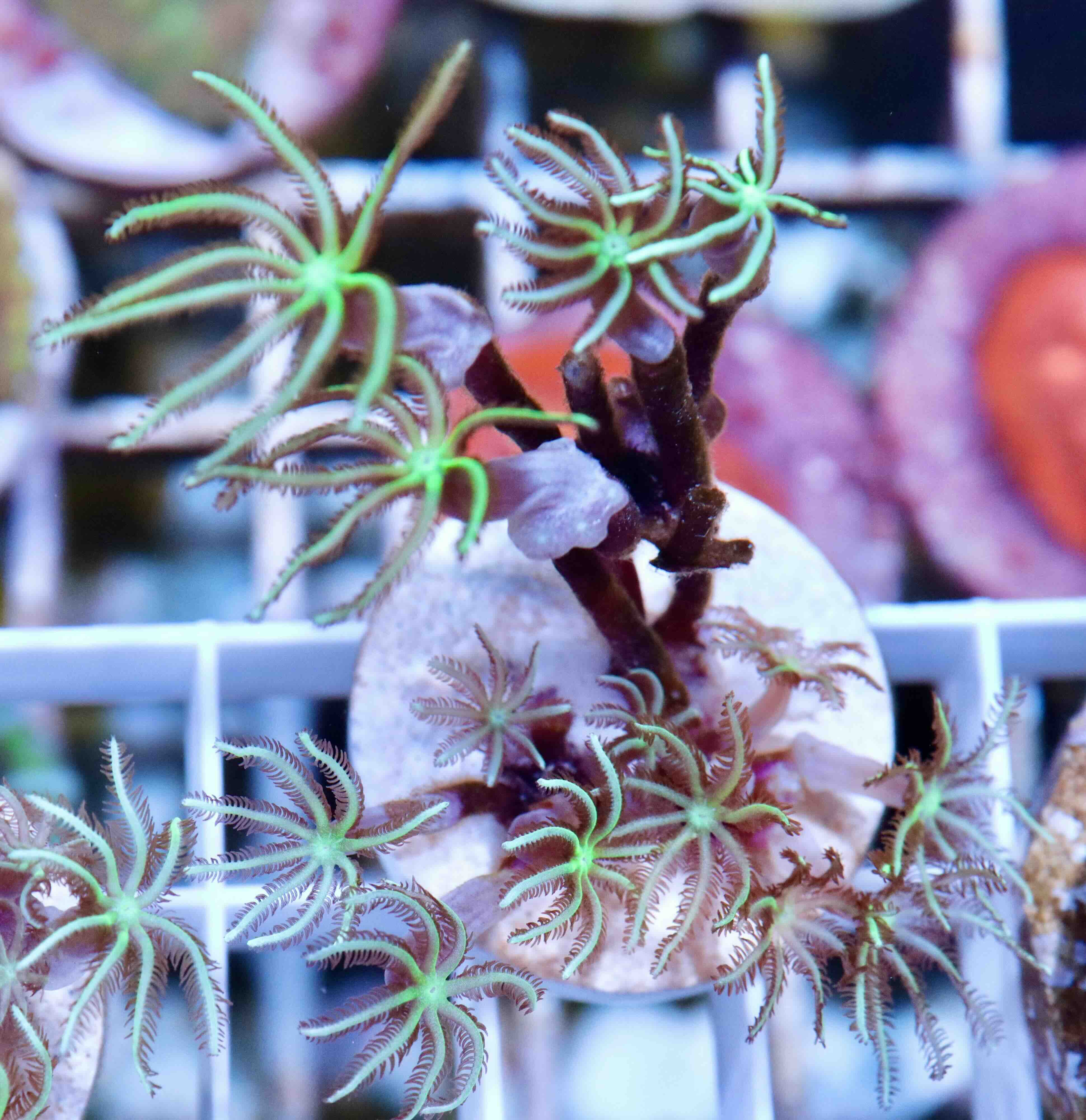 Tubipora musica Yellow/Green Polyp (M)