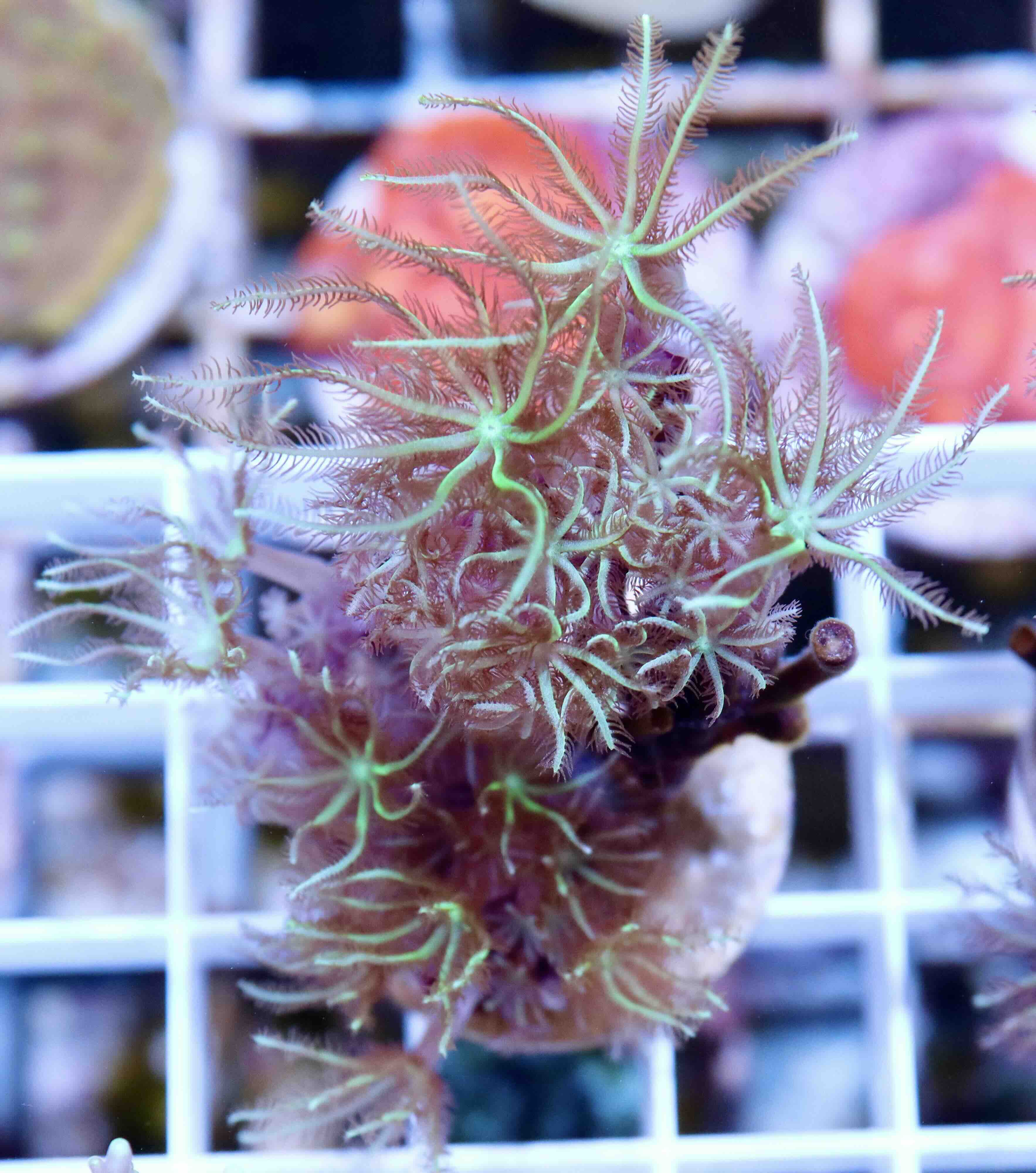 Tubipora musica Yellow/Green Polyp (M)