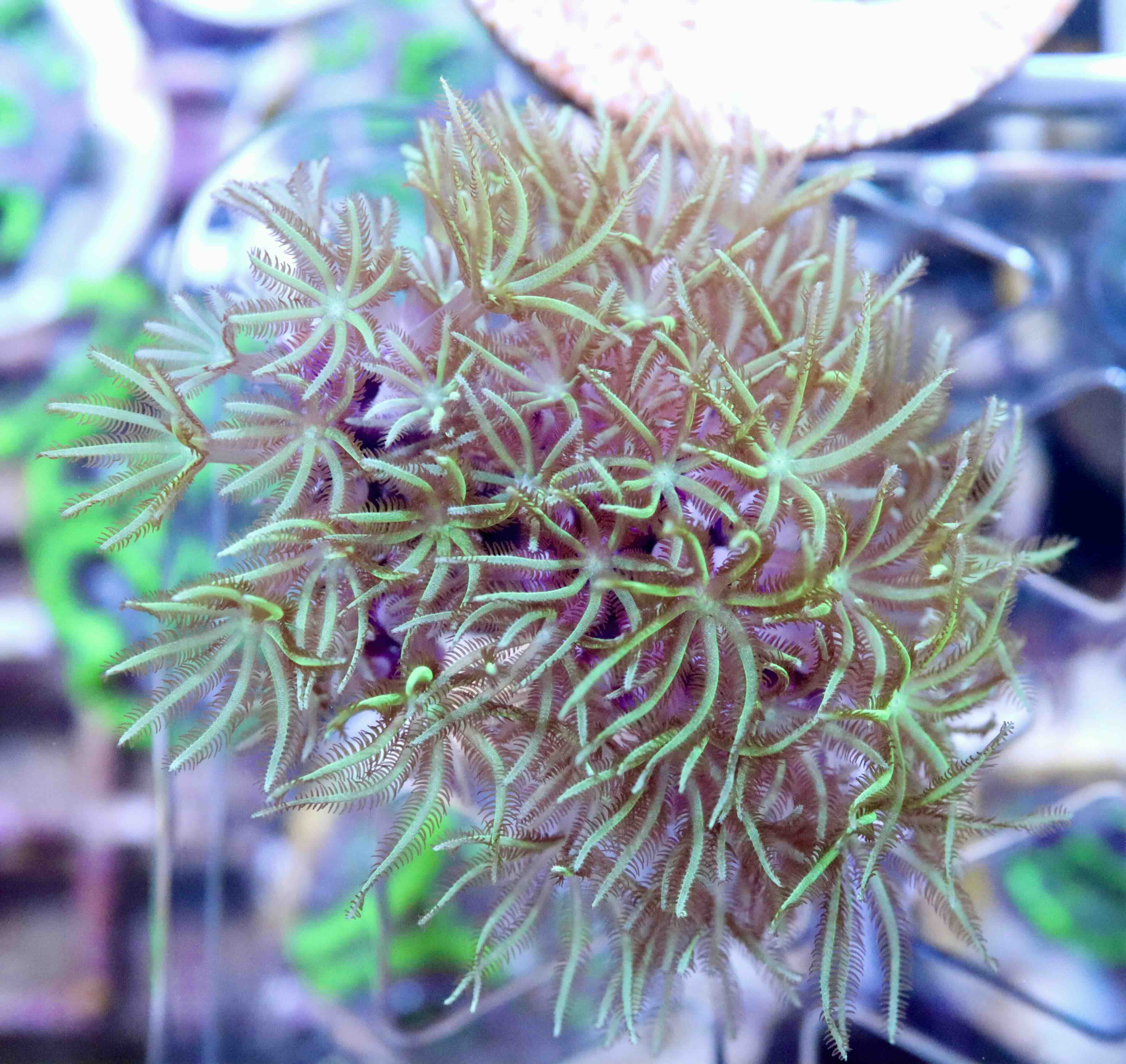 Tubipora musica Yellow/Green Polyp (M)