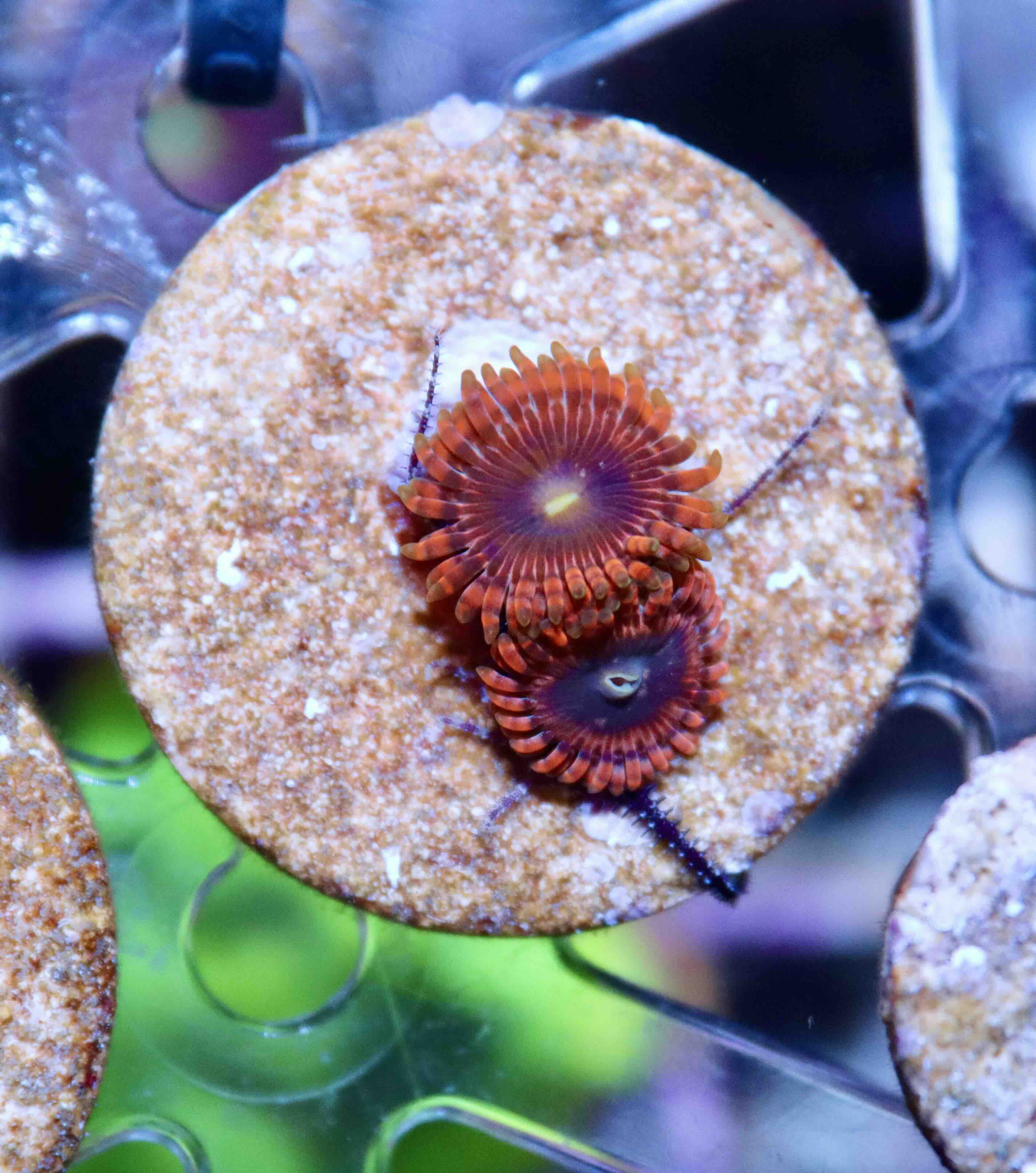 Zoanthus Lunar Eclipse, WYSIWYG102.1