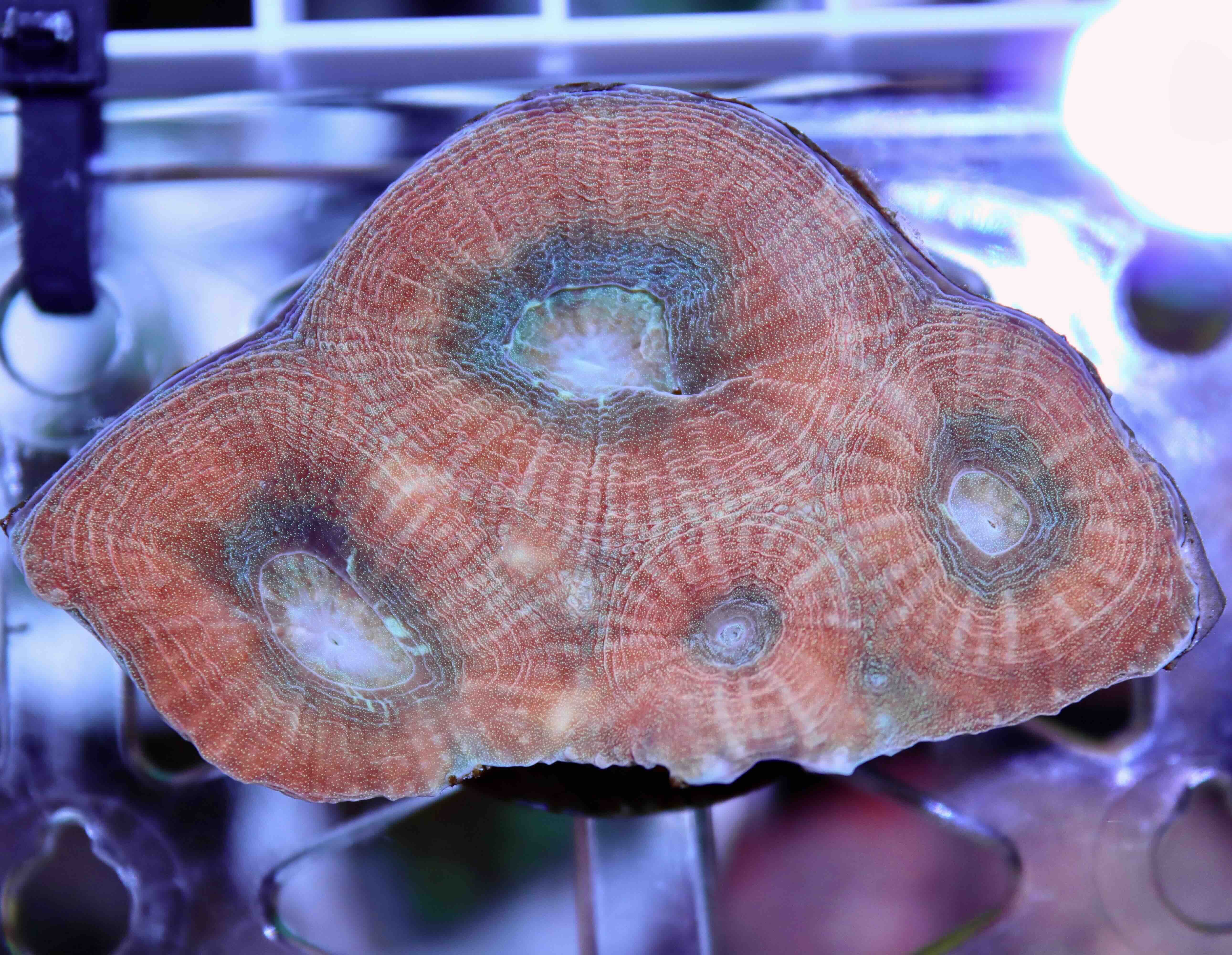 Favia Reverse Prism (M/L), WYSIWYG5.1