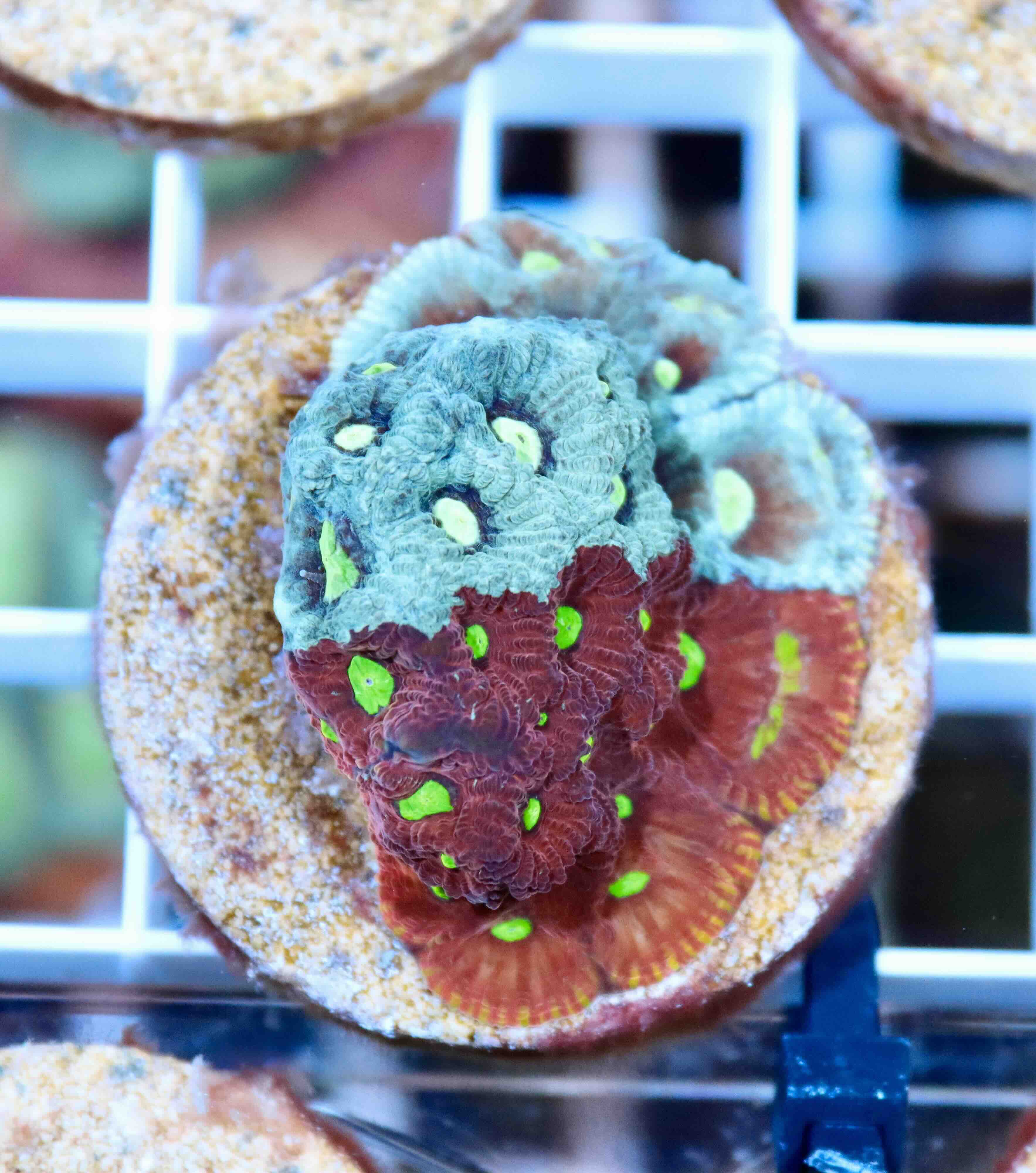 Favites Pentagona Premium War Coral (M)