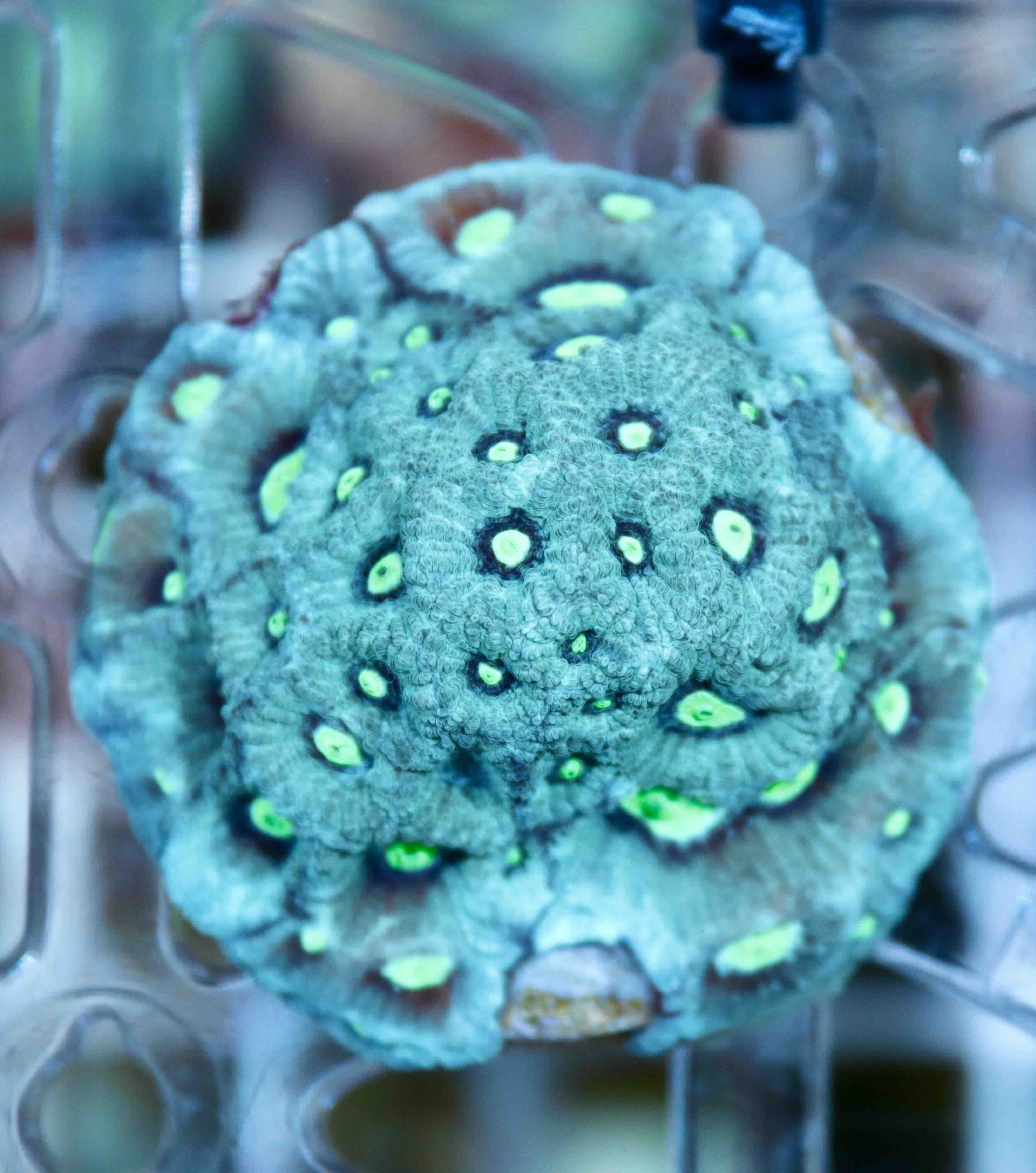 Favites Pentagona Green War Coral (M)