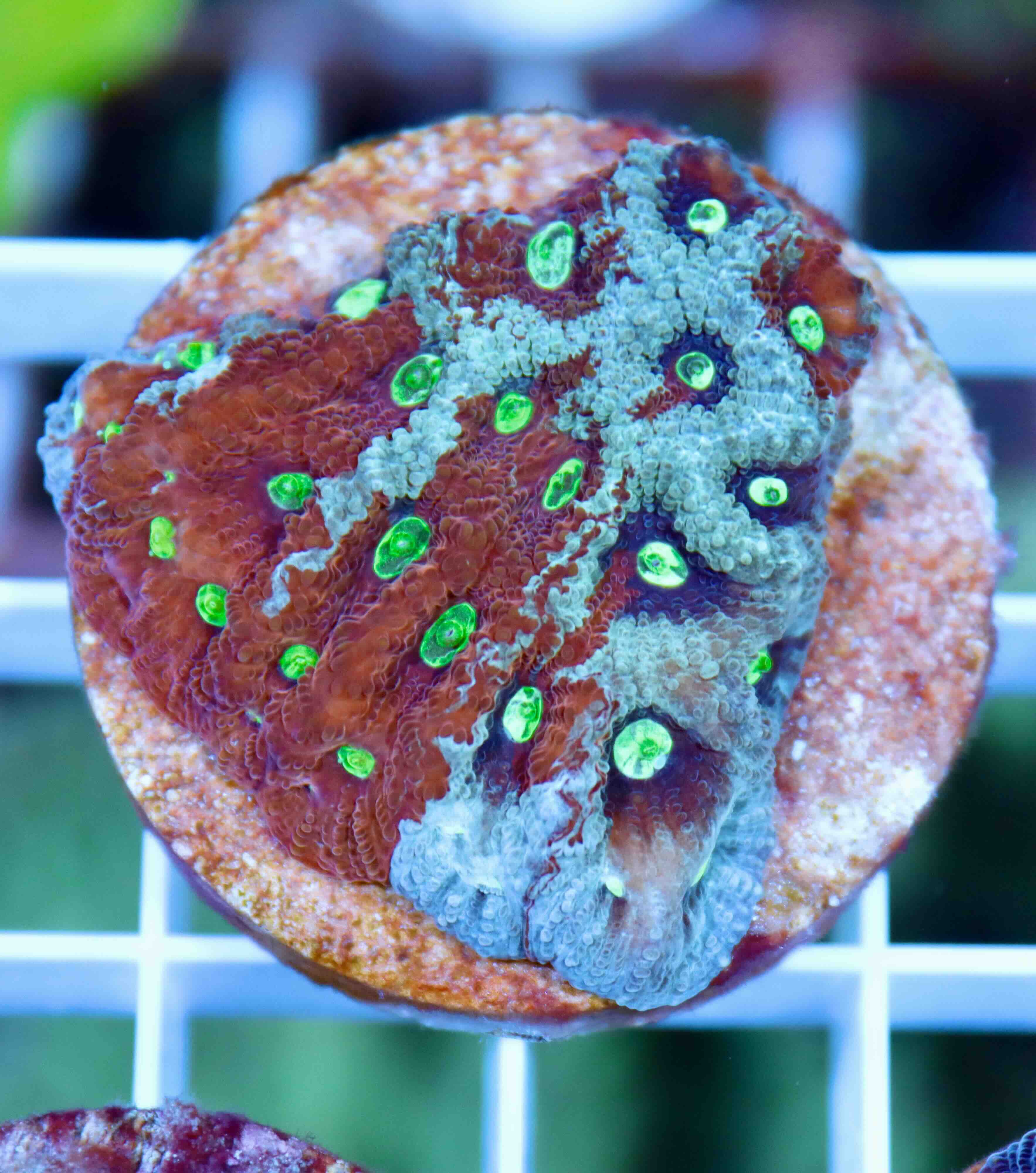 Favites Pentagona Premium War Coral (S/M)