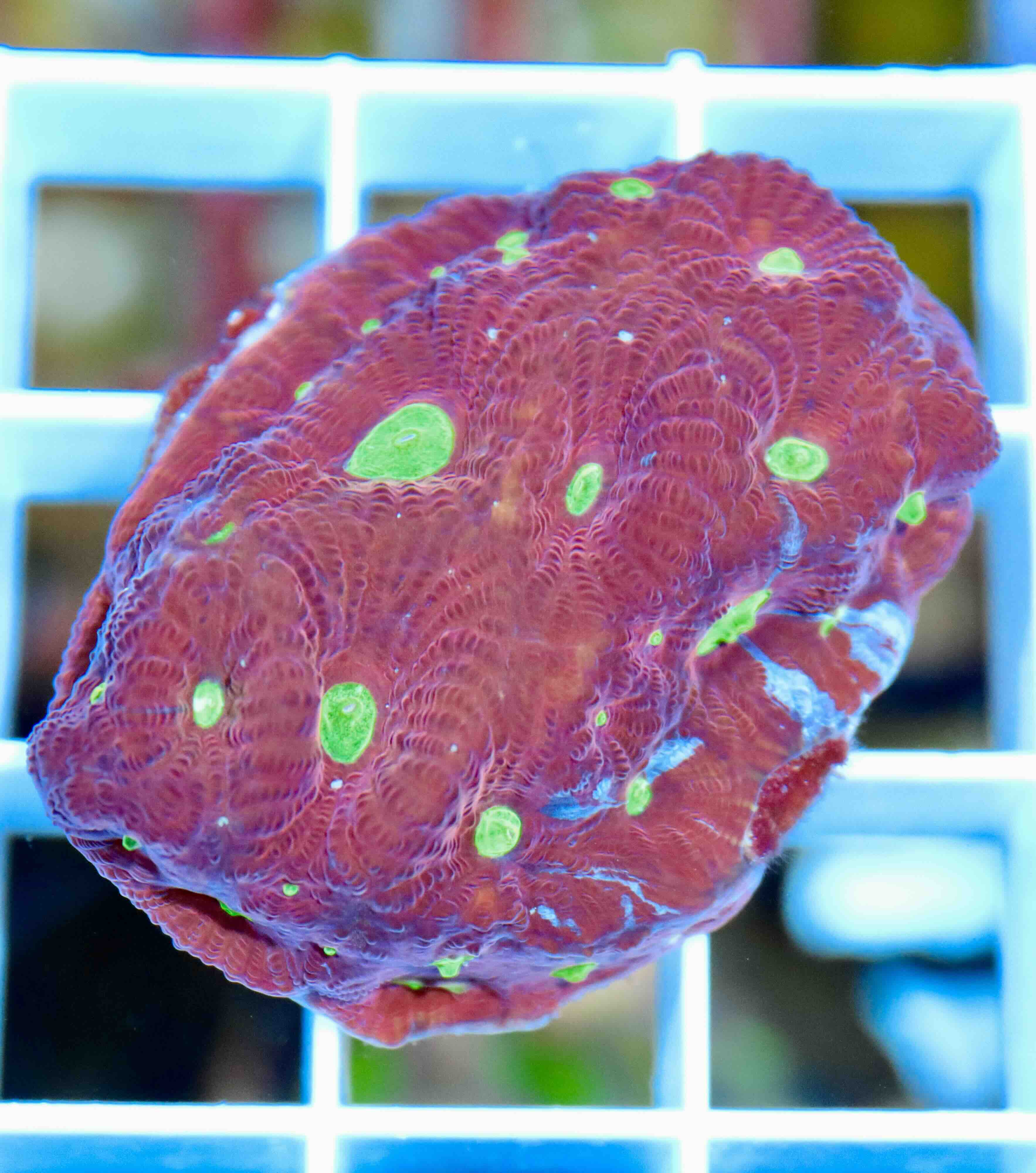 Favites pentagona Ultra "Superman", WYSIWYG29,1