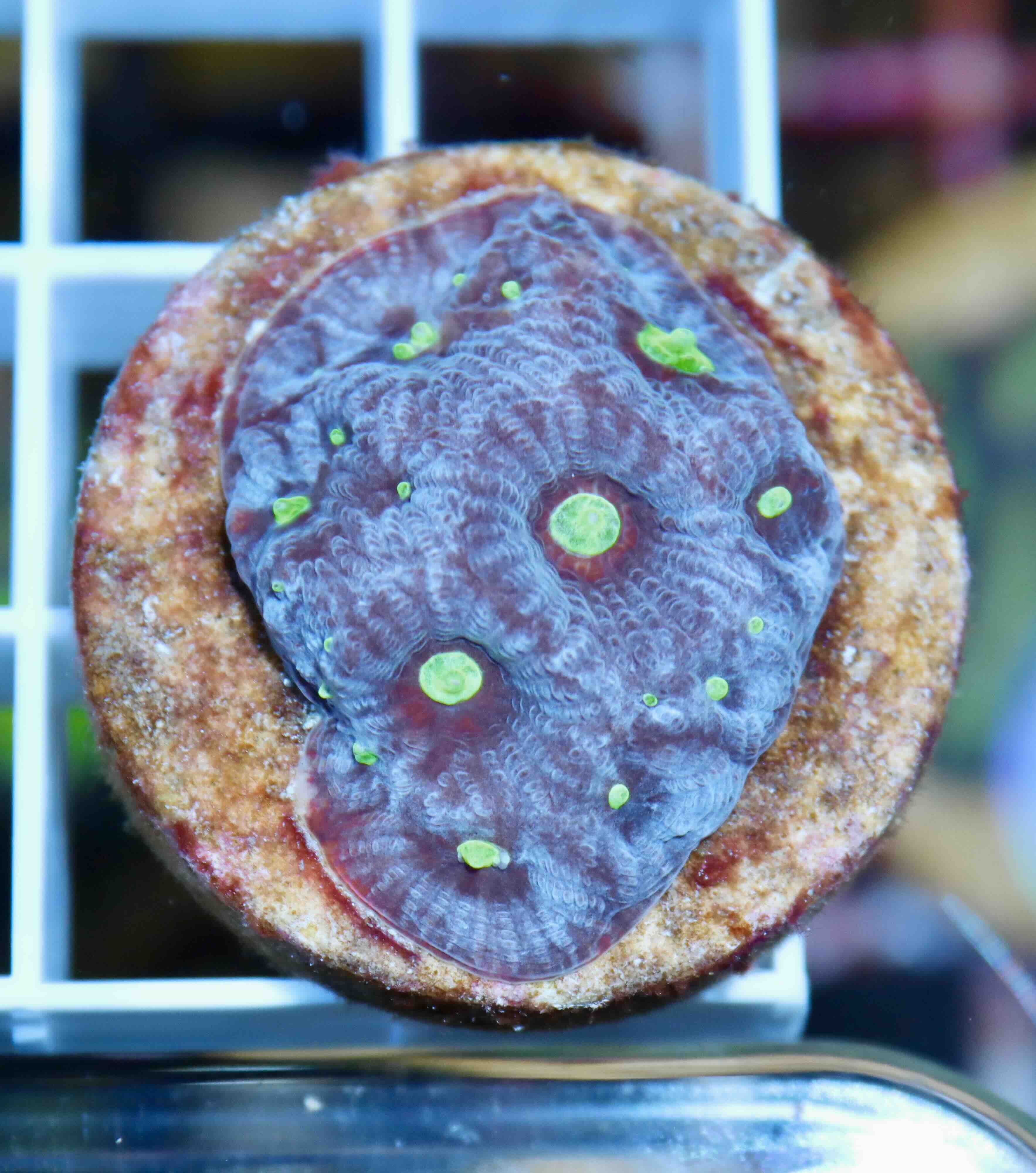 Favites pentagona Ultra", WYSIWYG29.2