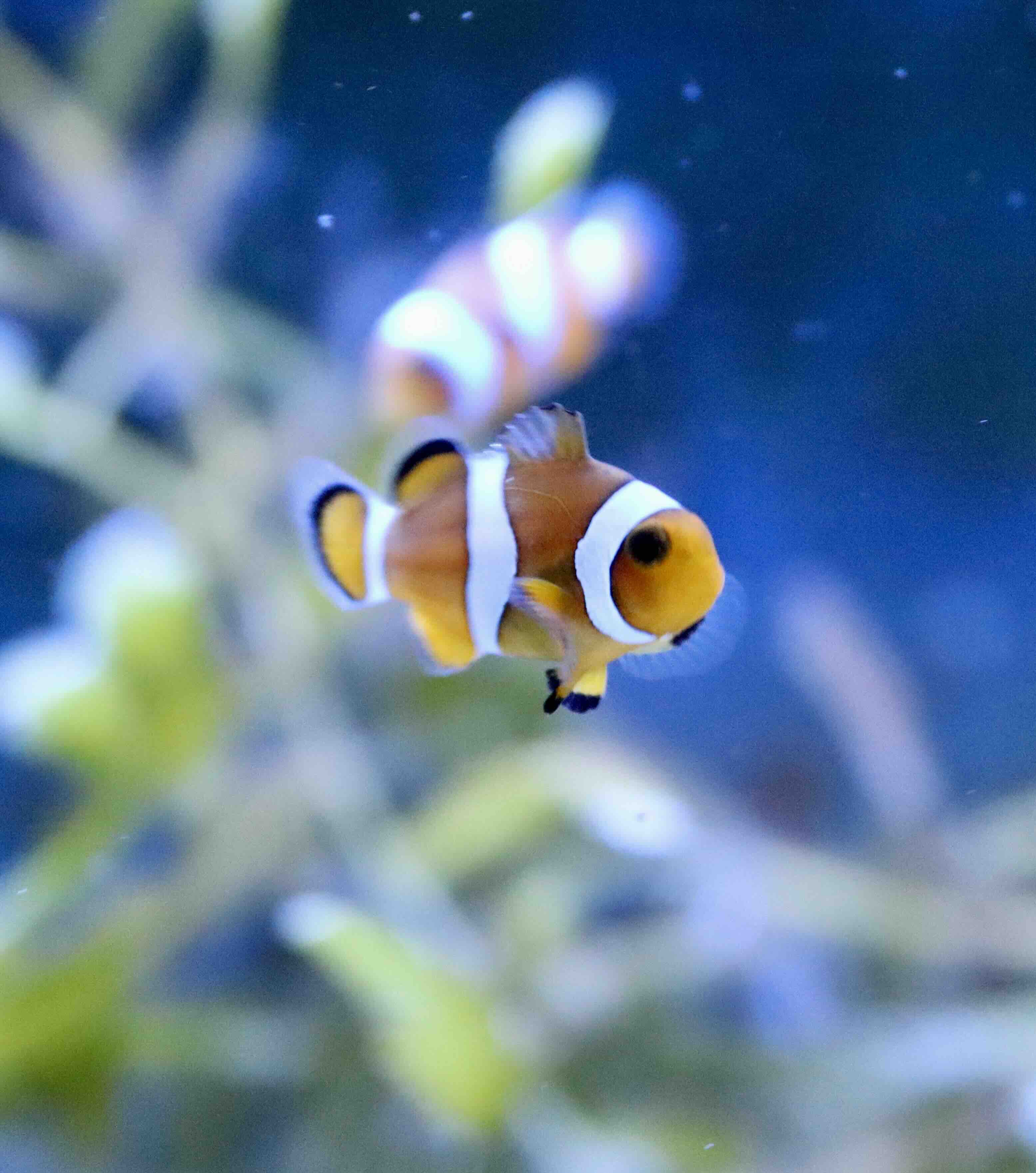 Amphiprion Ocellaris
