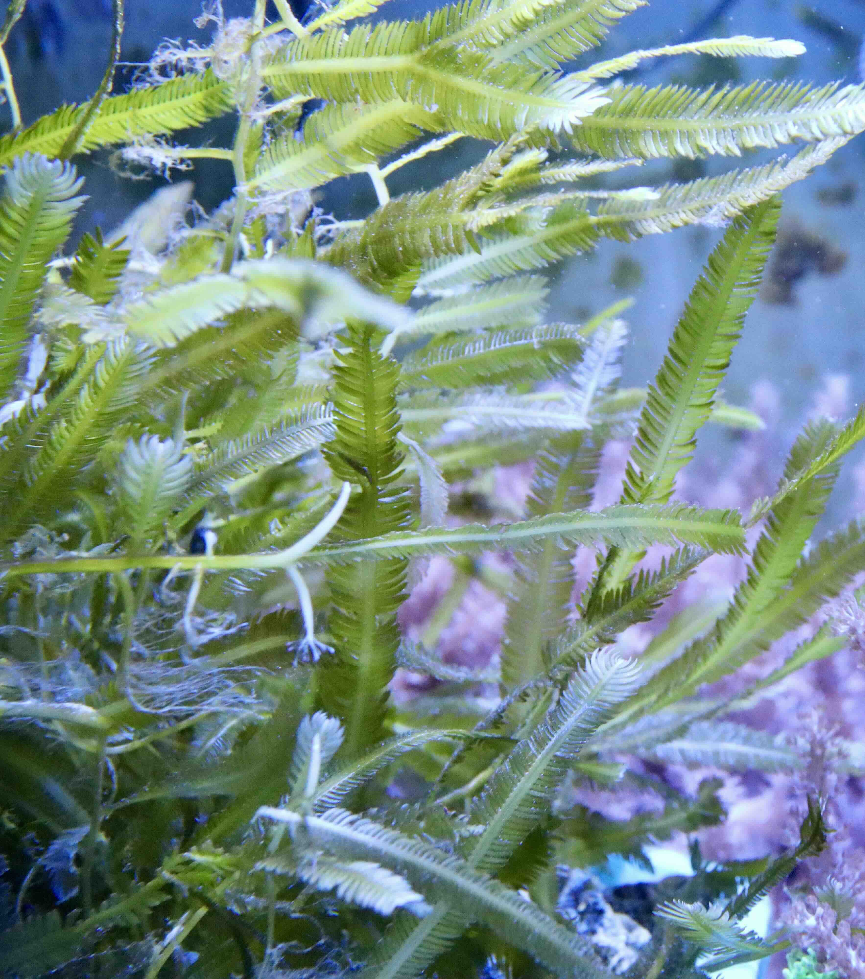 Caulerpa taxifolia