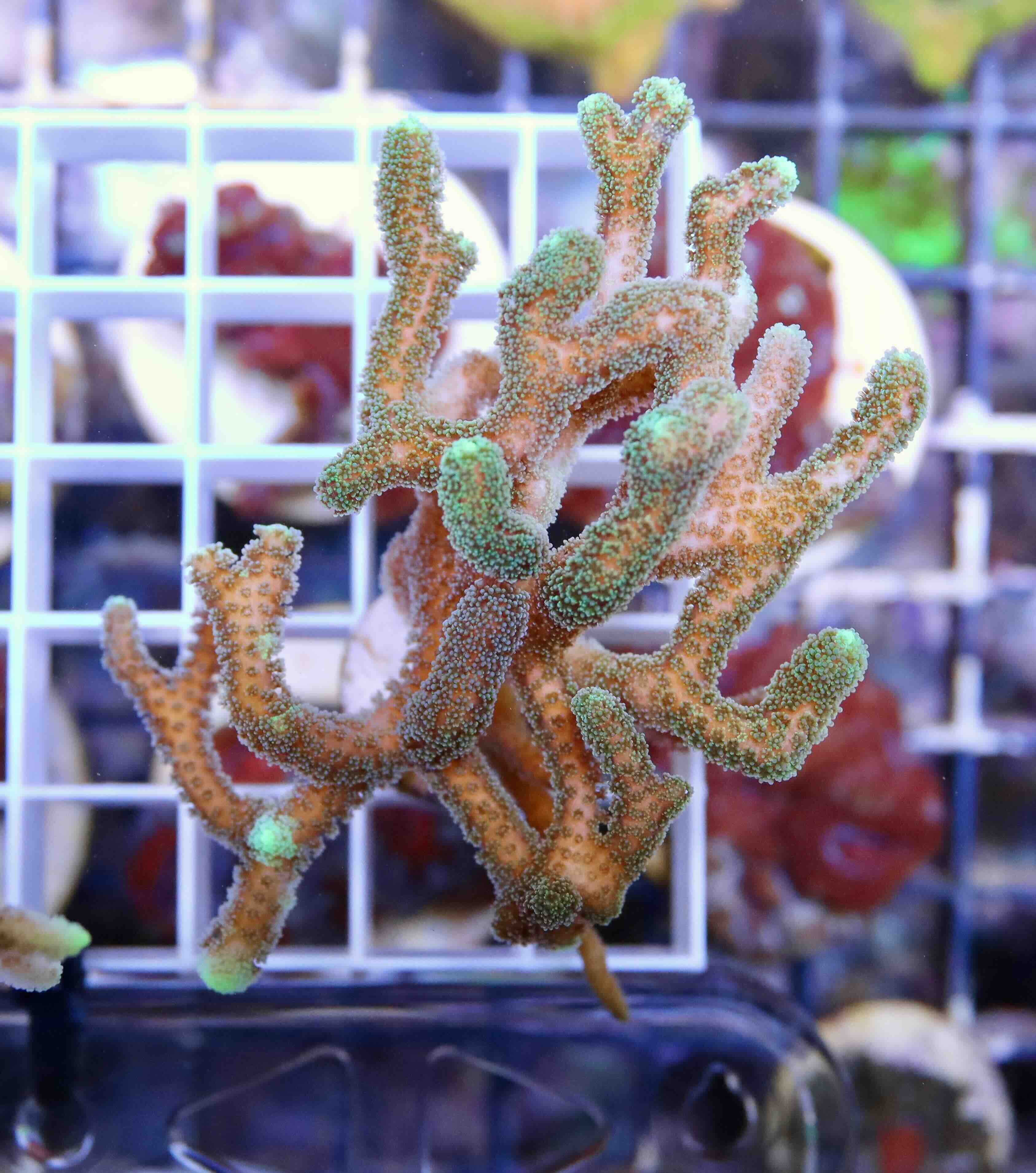 Seriatopora caliendrum bicolor (M)