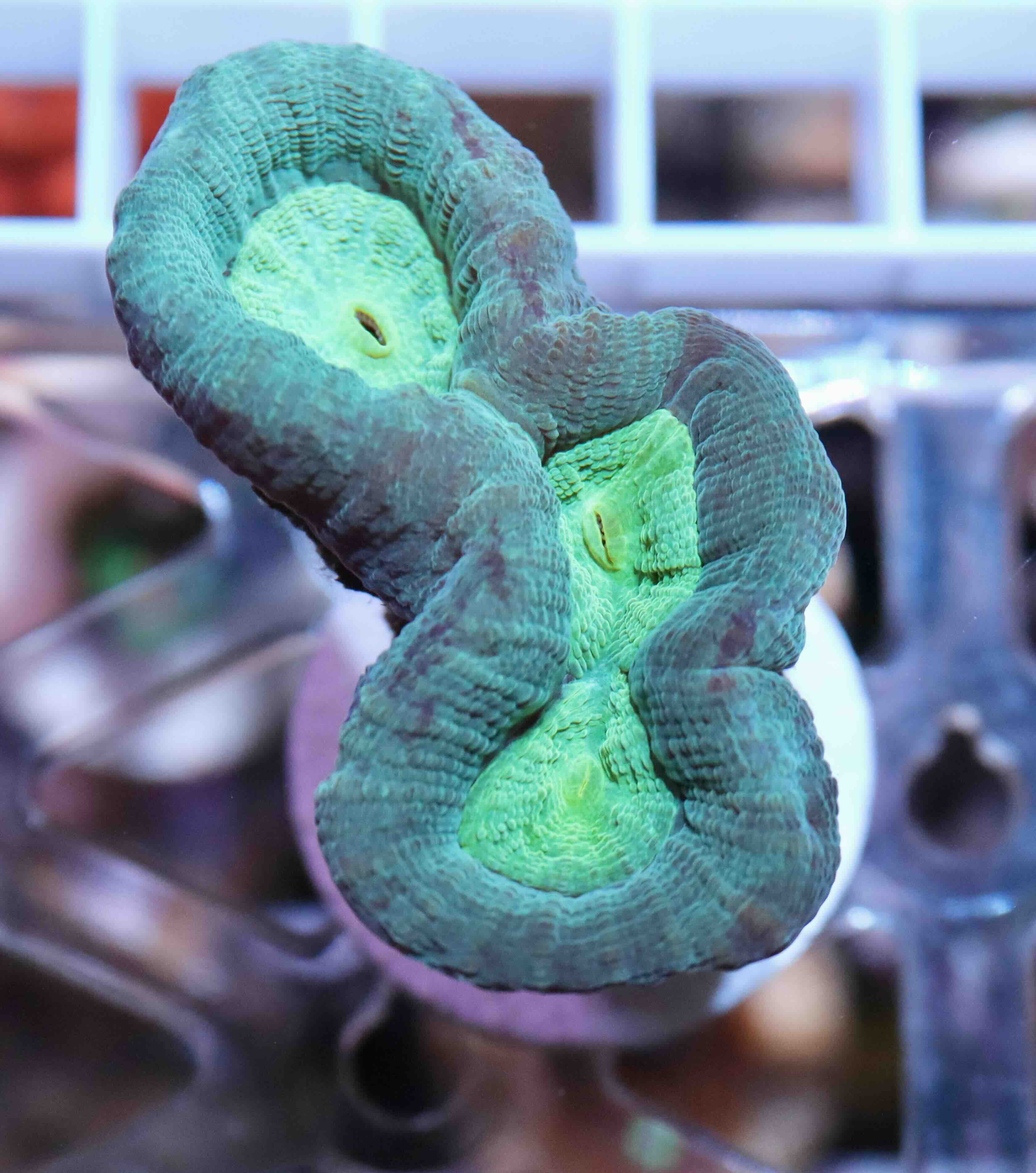 Caulastraea echinulata (M)