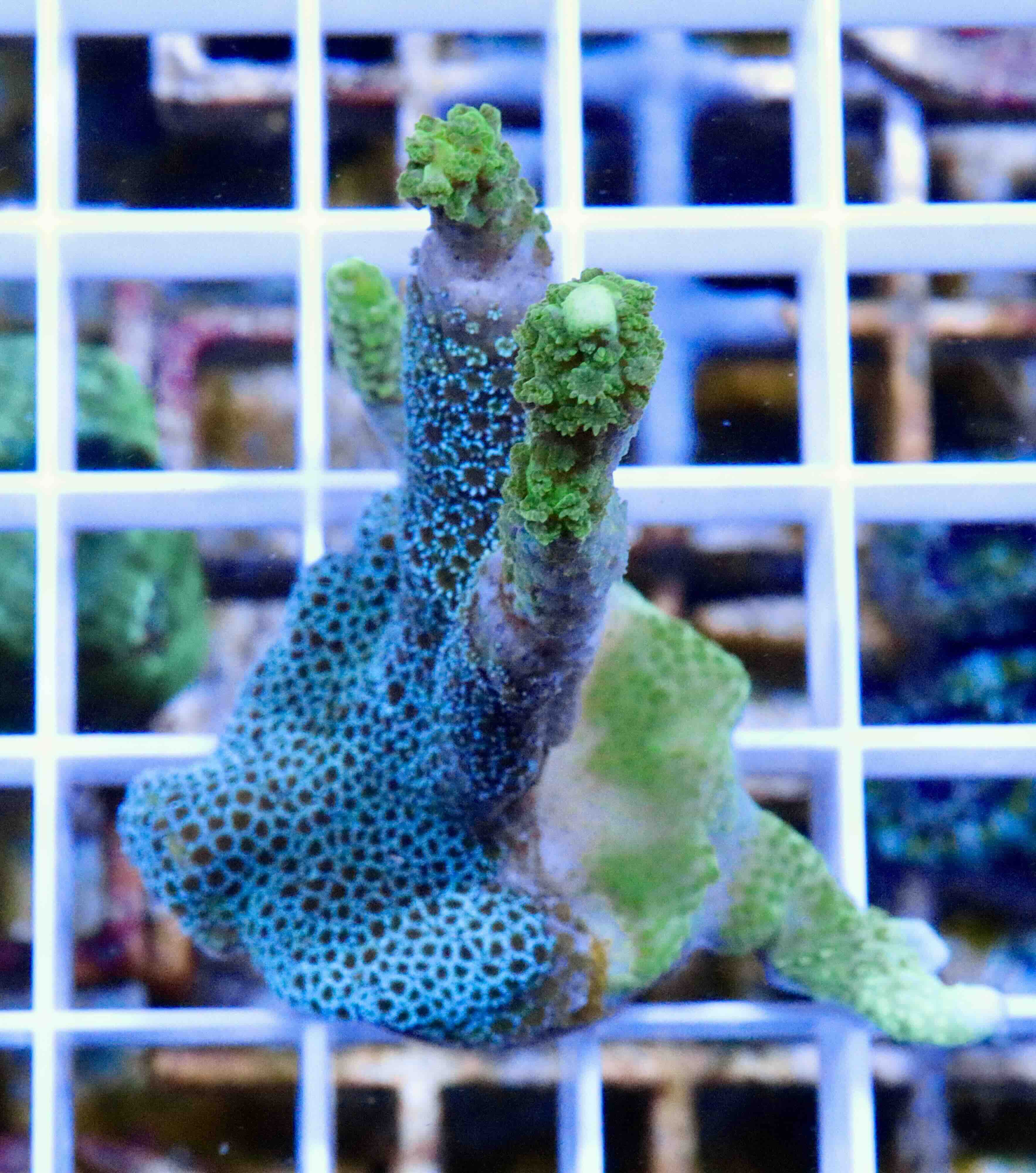 Montipora digitata Duo - Green & Blue (M), WYSIWYG27.1