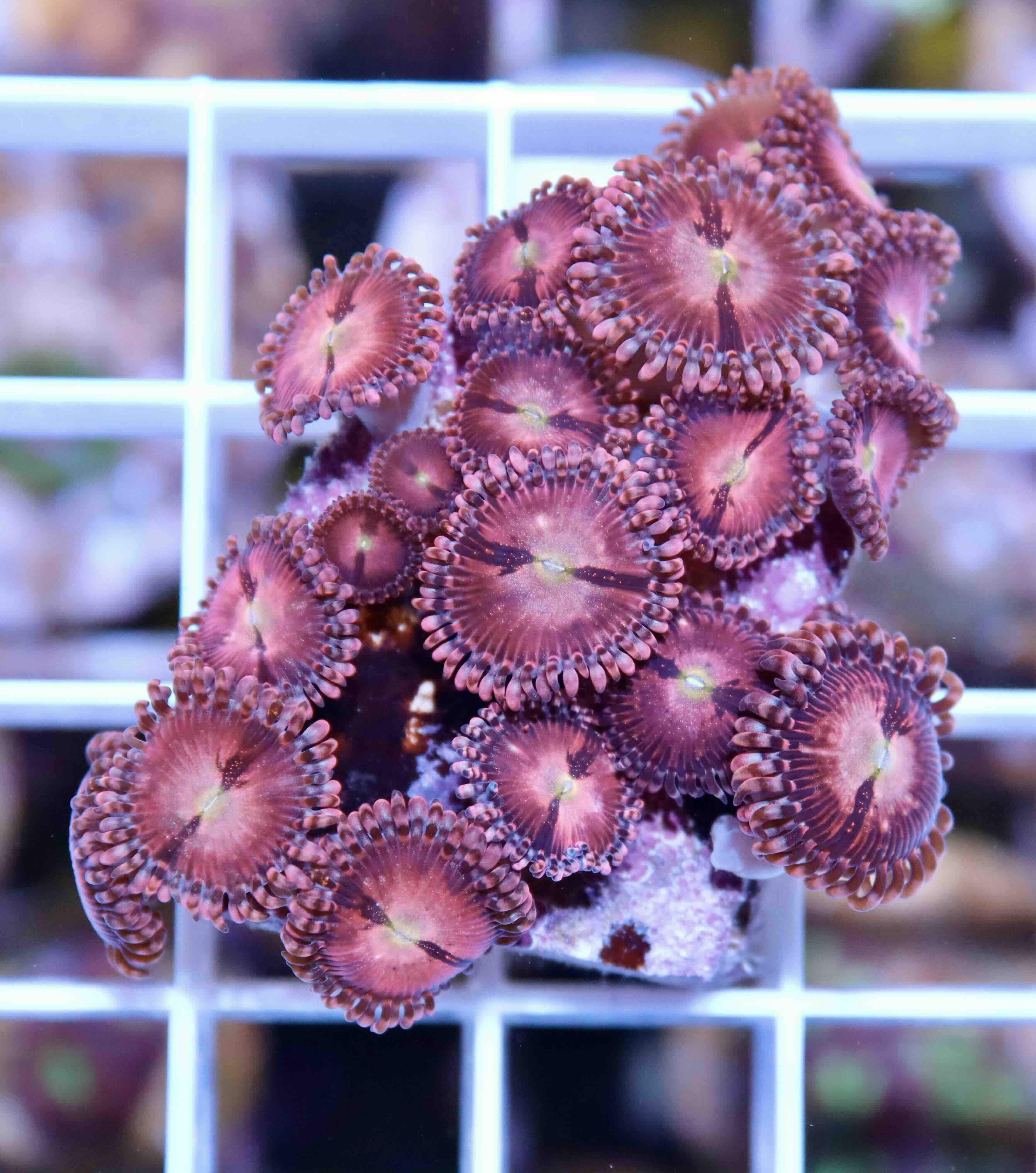 Zoanthus Alien Explosion (L), WYSIWYG116.1