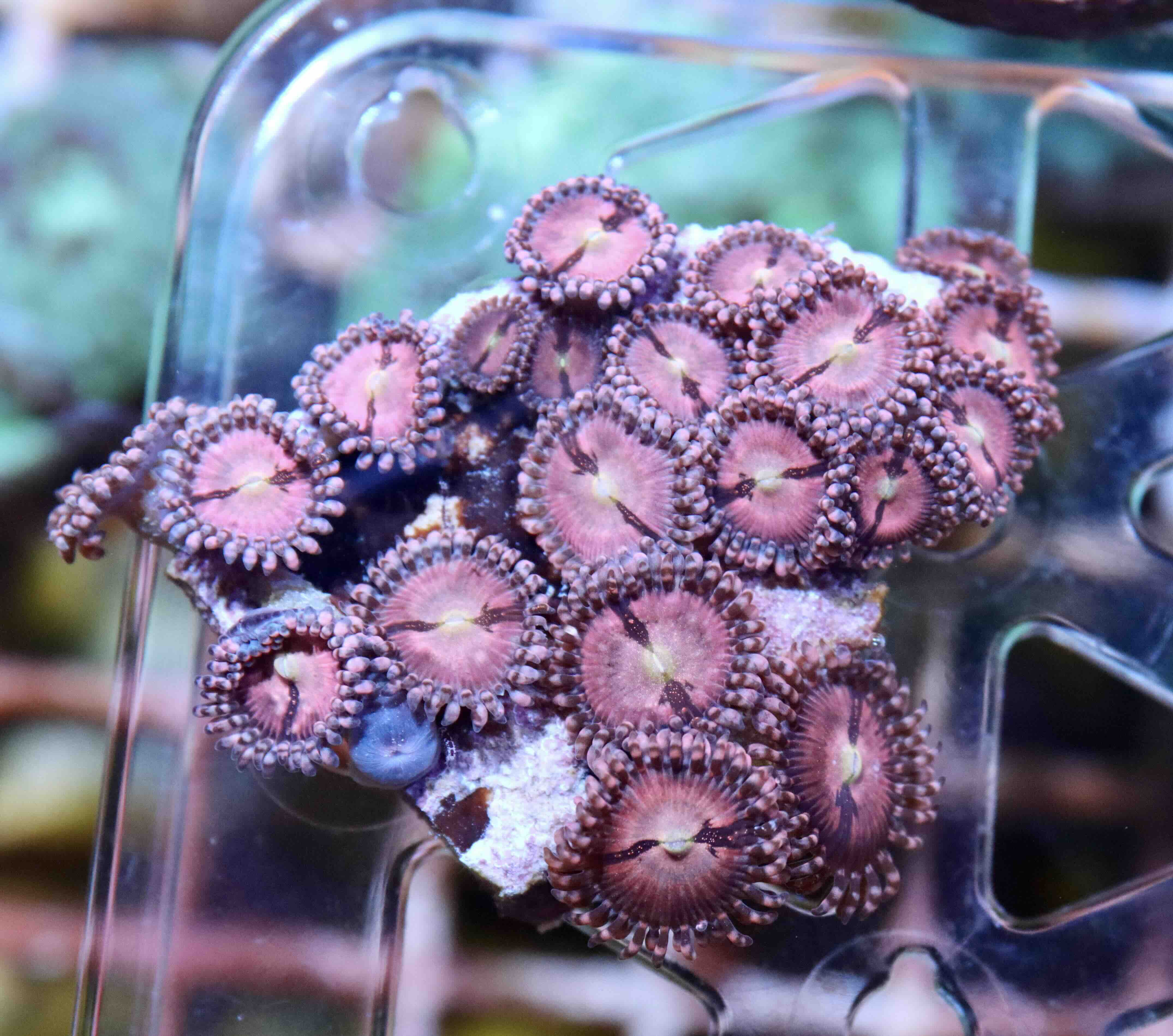 Zoanthus Alien Explosion (L), WYSIWYG116.1