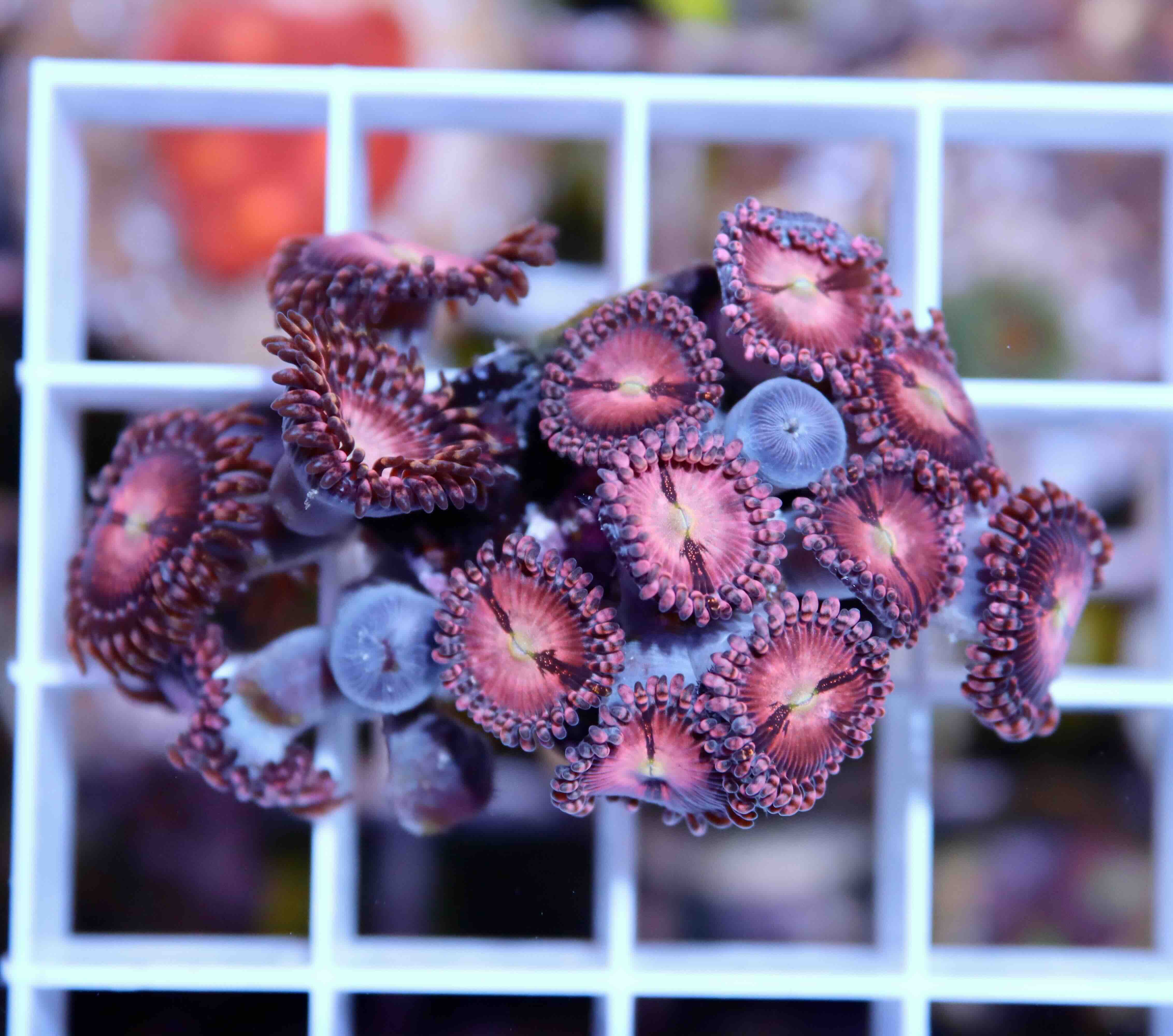 Zoanthus Alien Explosion (L), WYSIWYG116.2