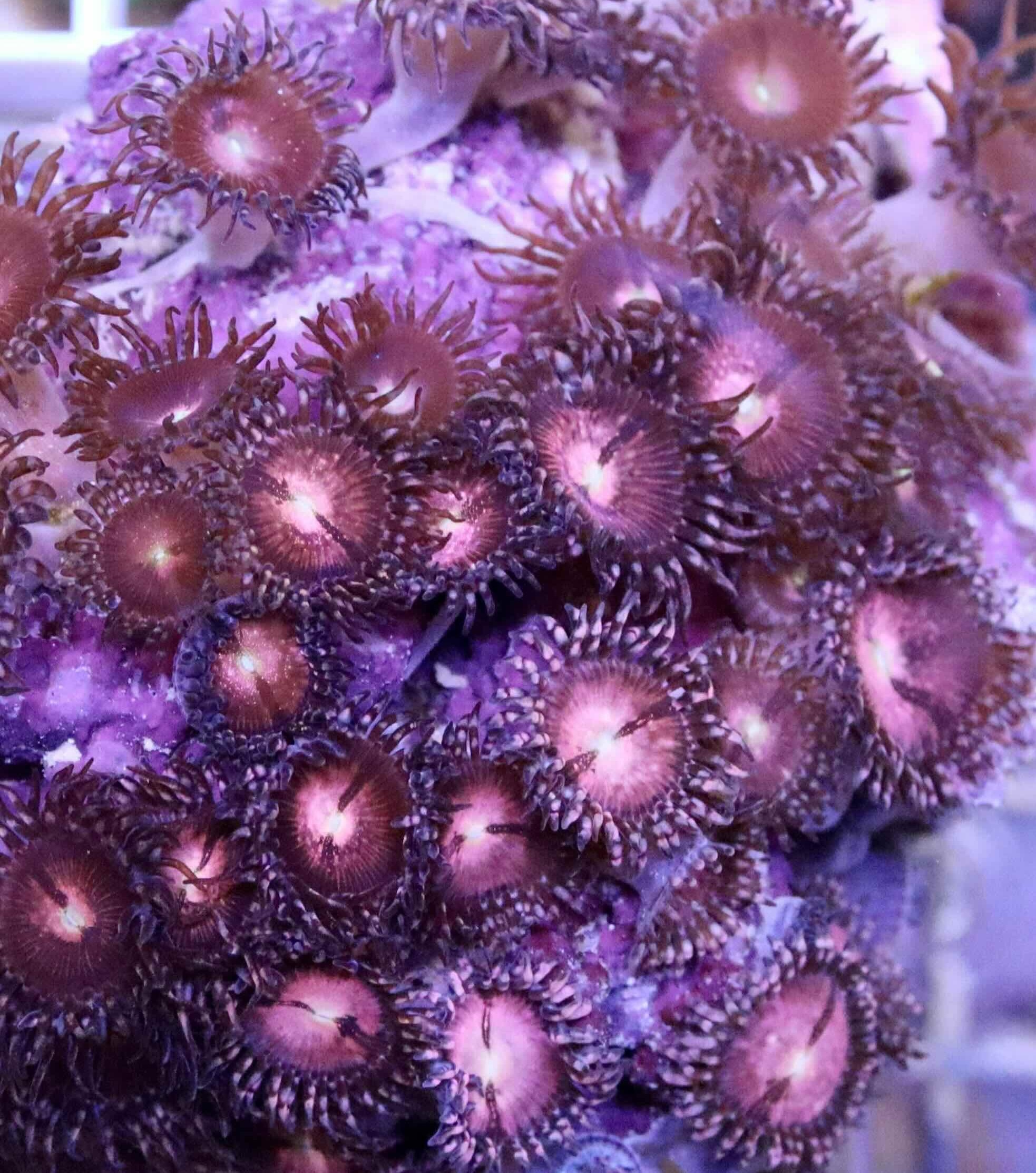 Zoanthus Alien Explosion