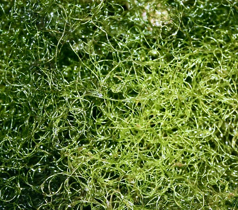Chaetomorpha (250ml)