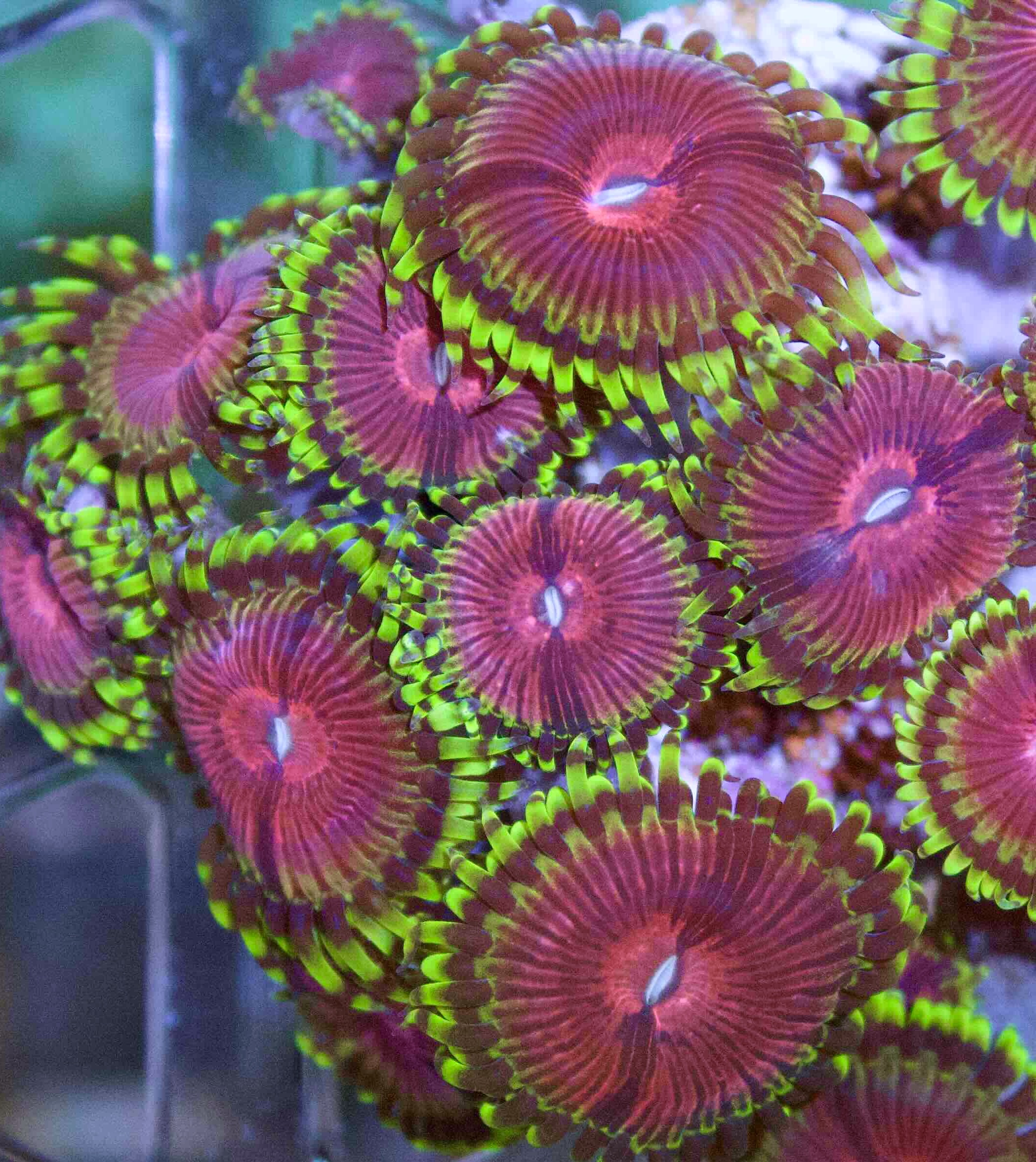 Zoanthu Fake Lime Chilli