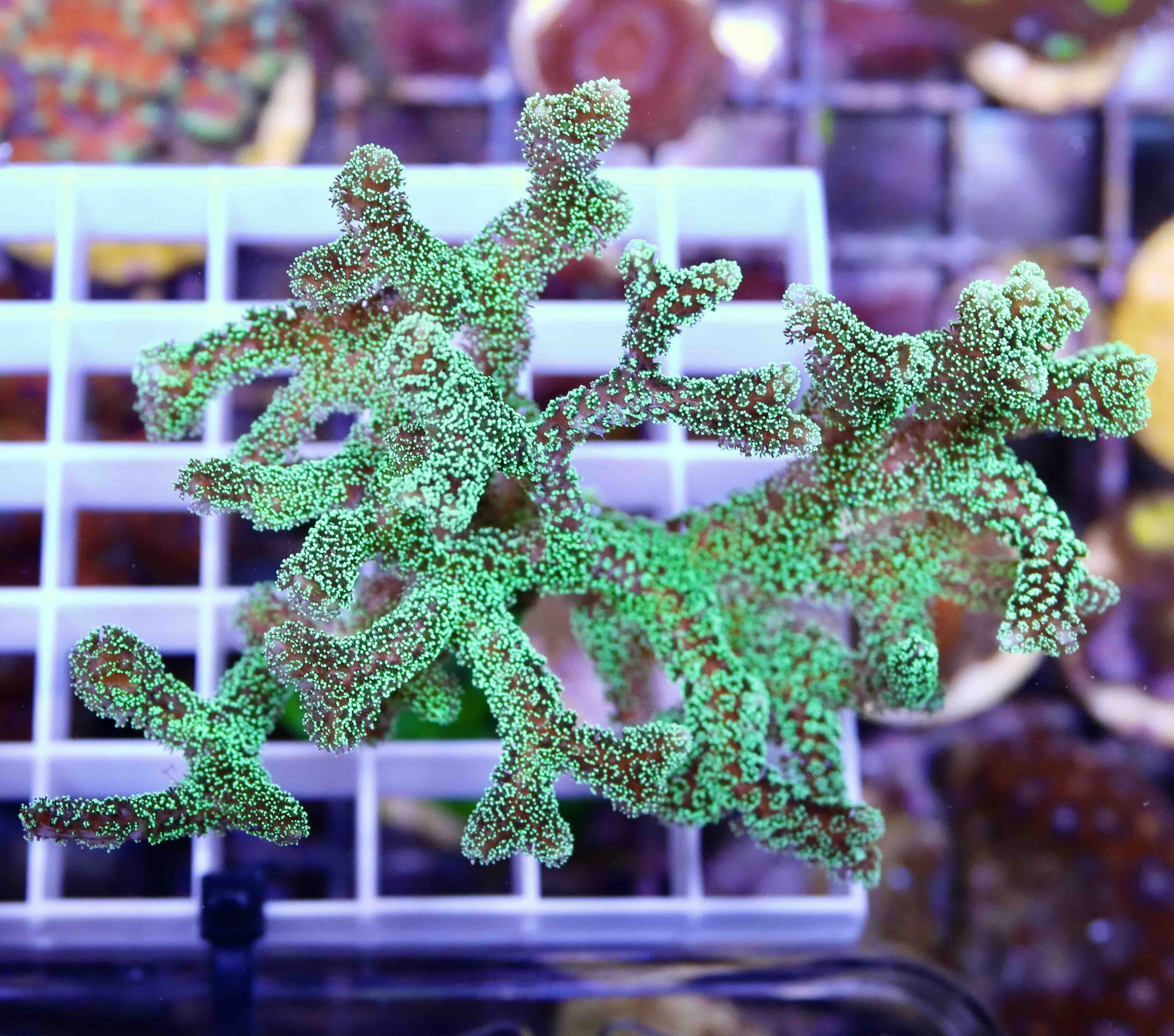 Seriatopora caliendrum green (M/L)