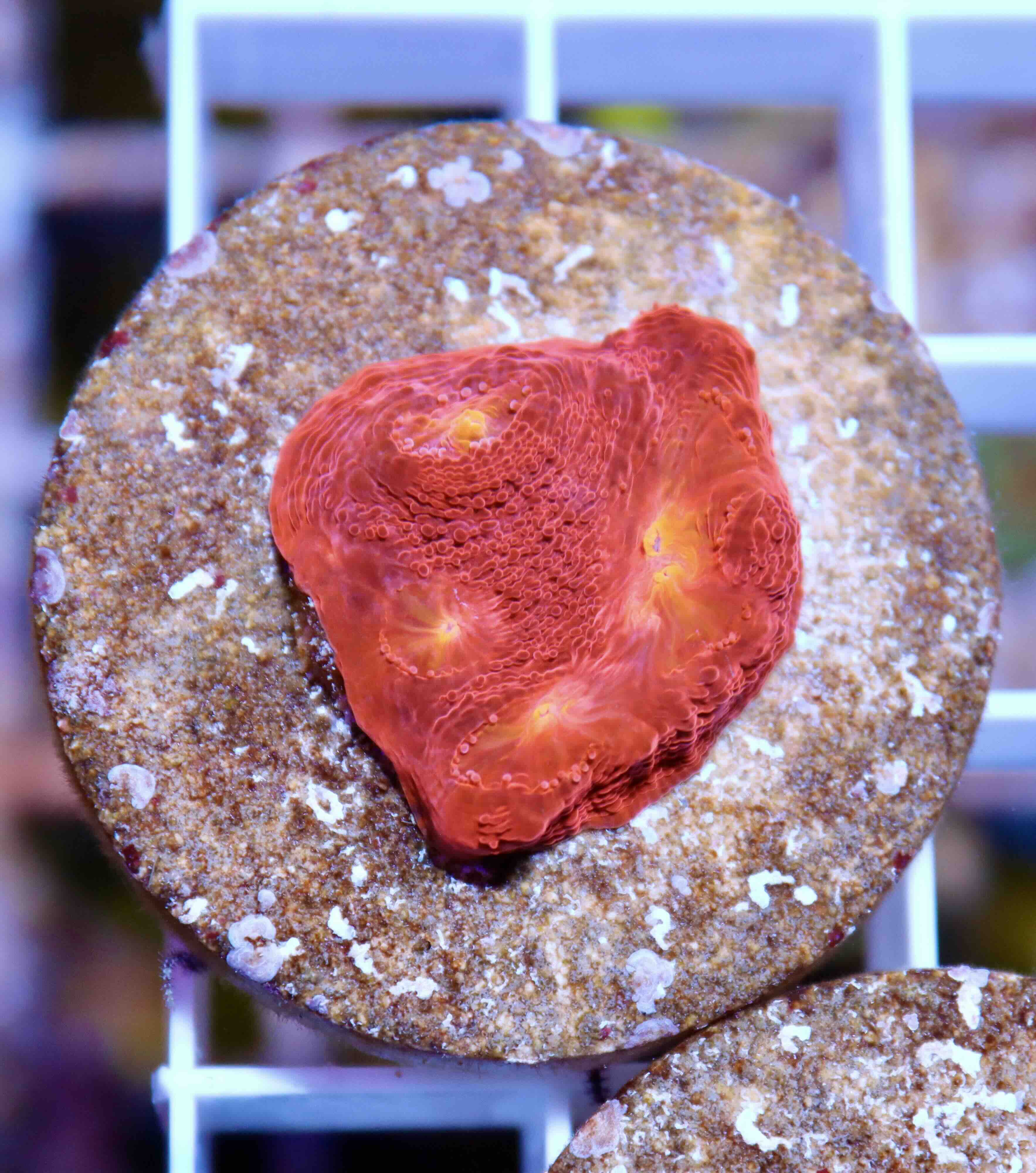 Chalice Flamethrower (S/M), WYSIWYG11,2