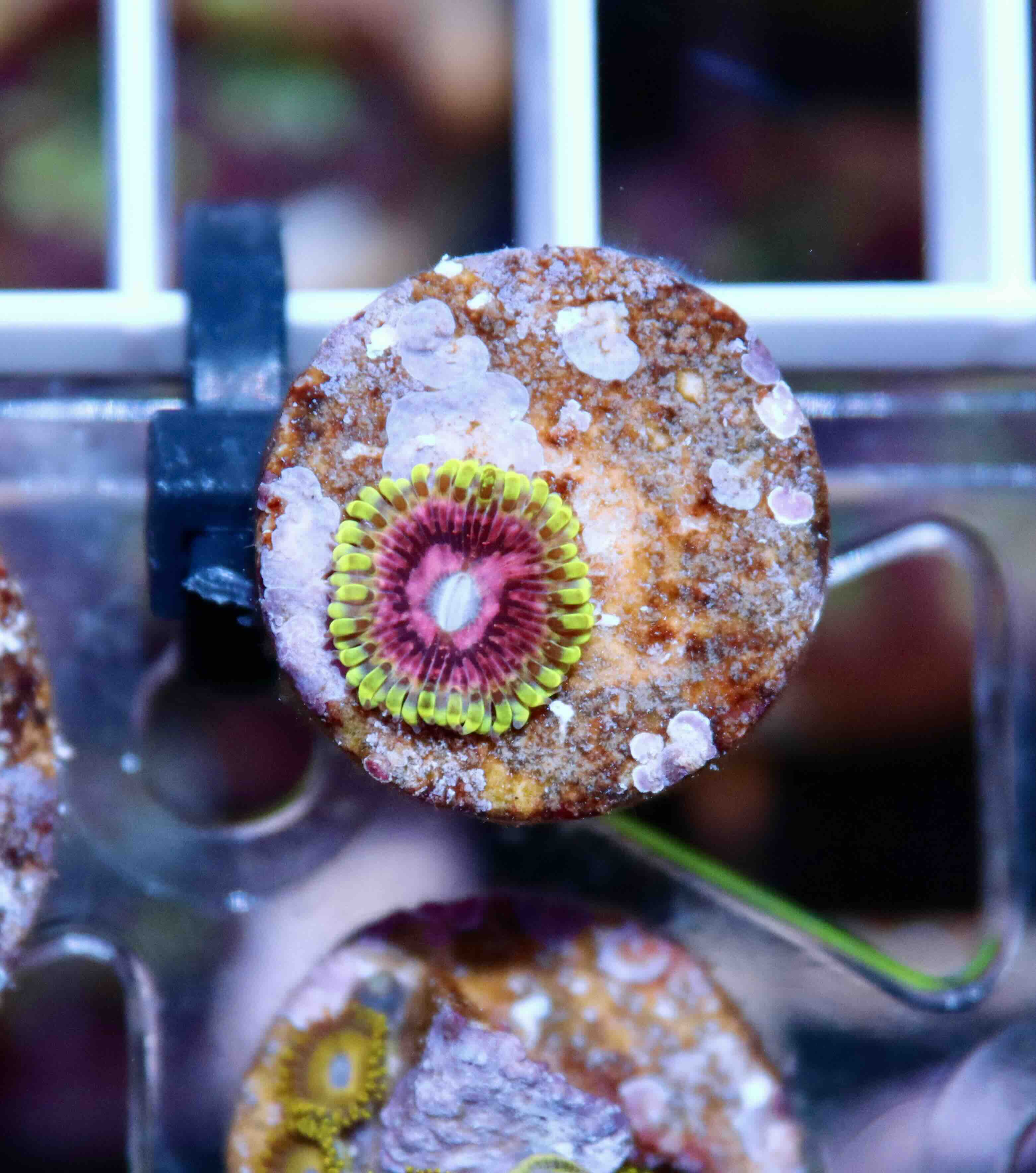 Zoanthus Fake Lime Chilli (XS), WYSIWYG83