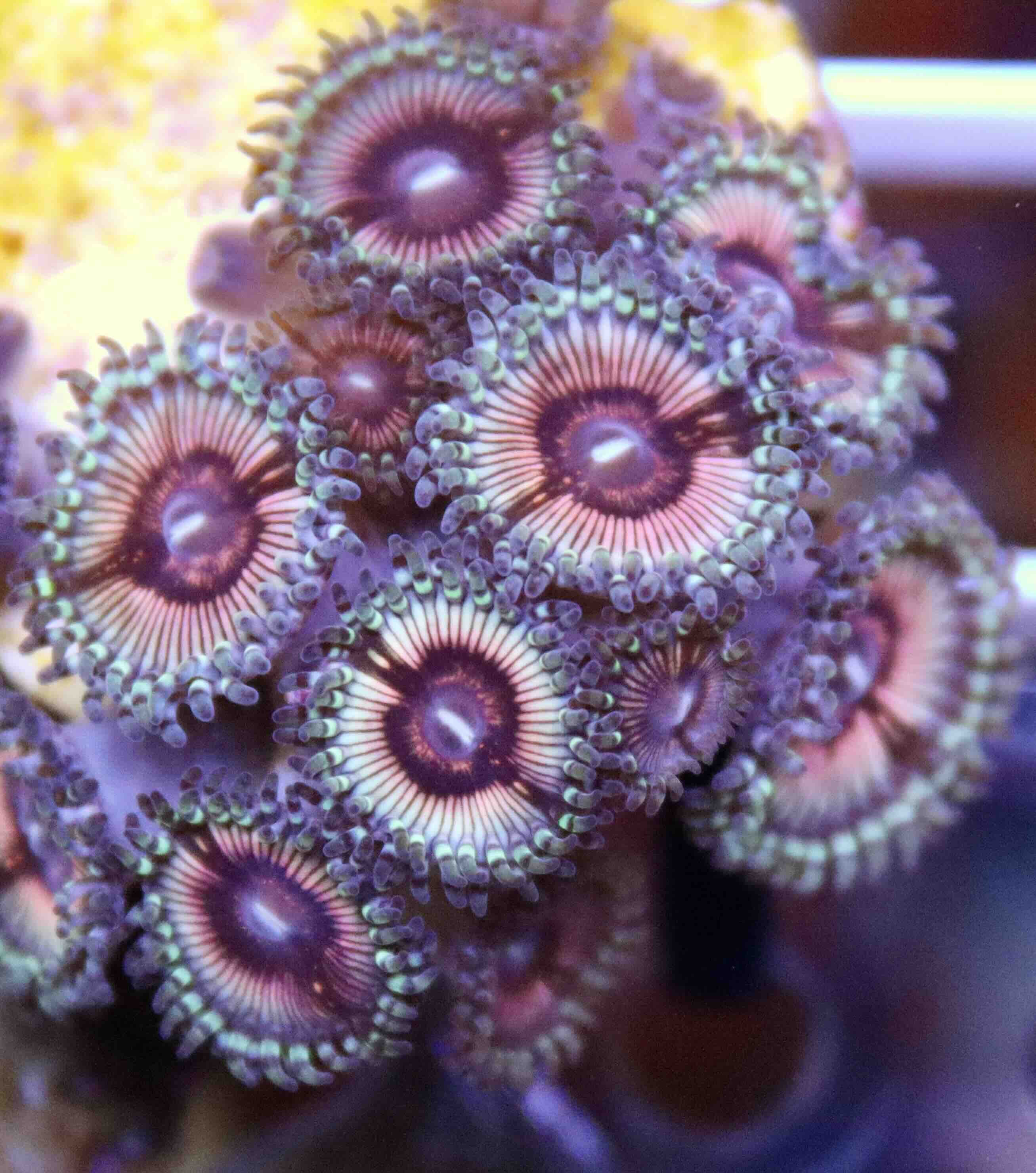 Zoanthus Cotton Candy