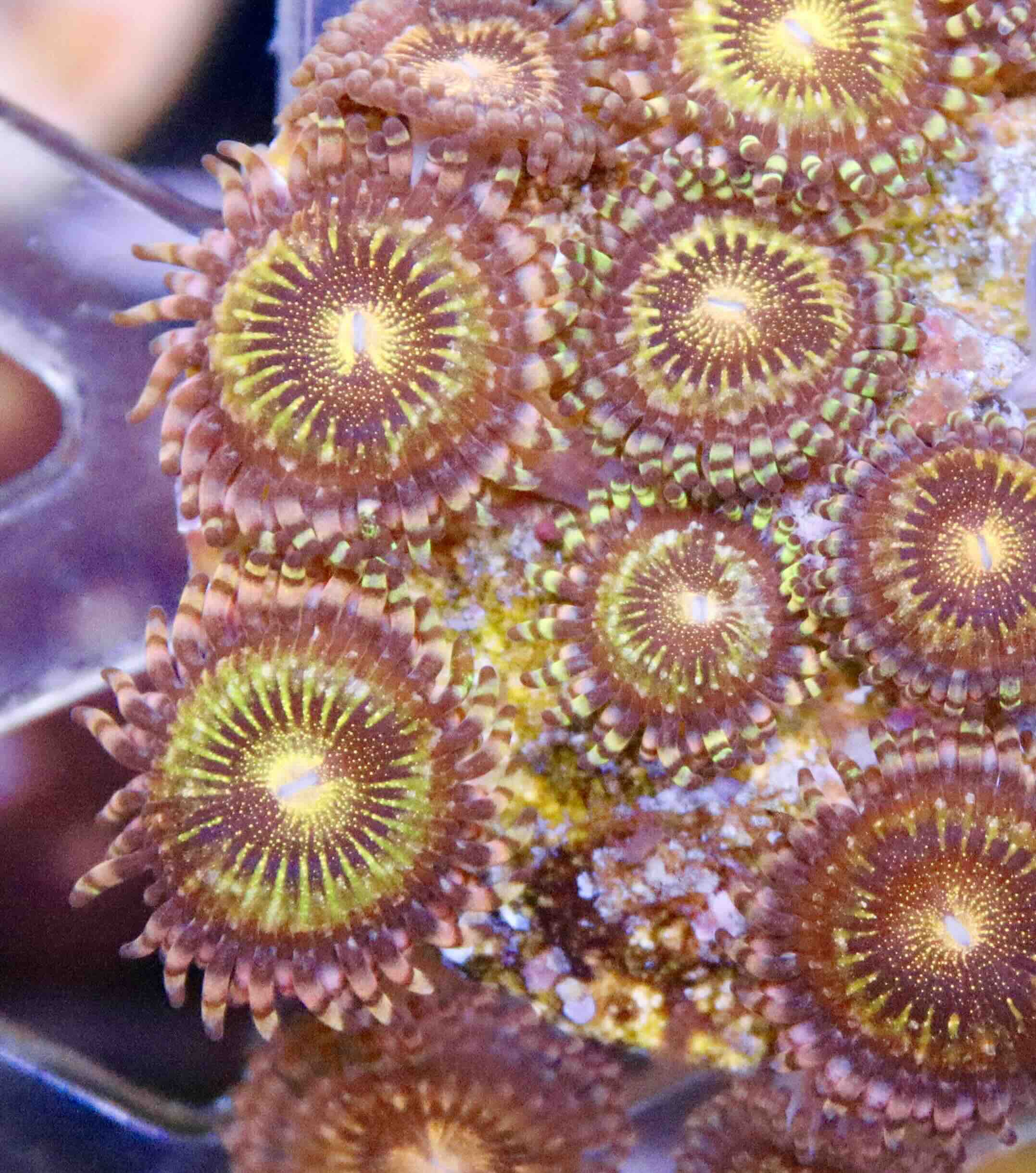 Zoanthus Pink and Gold