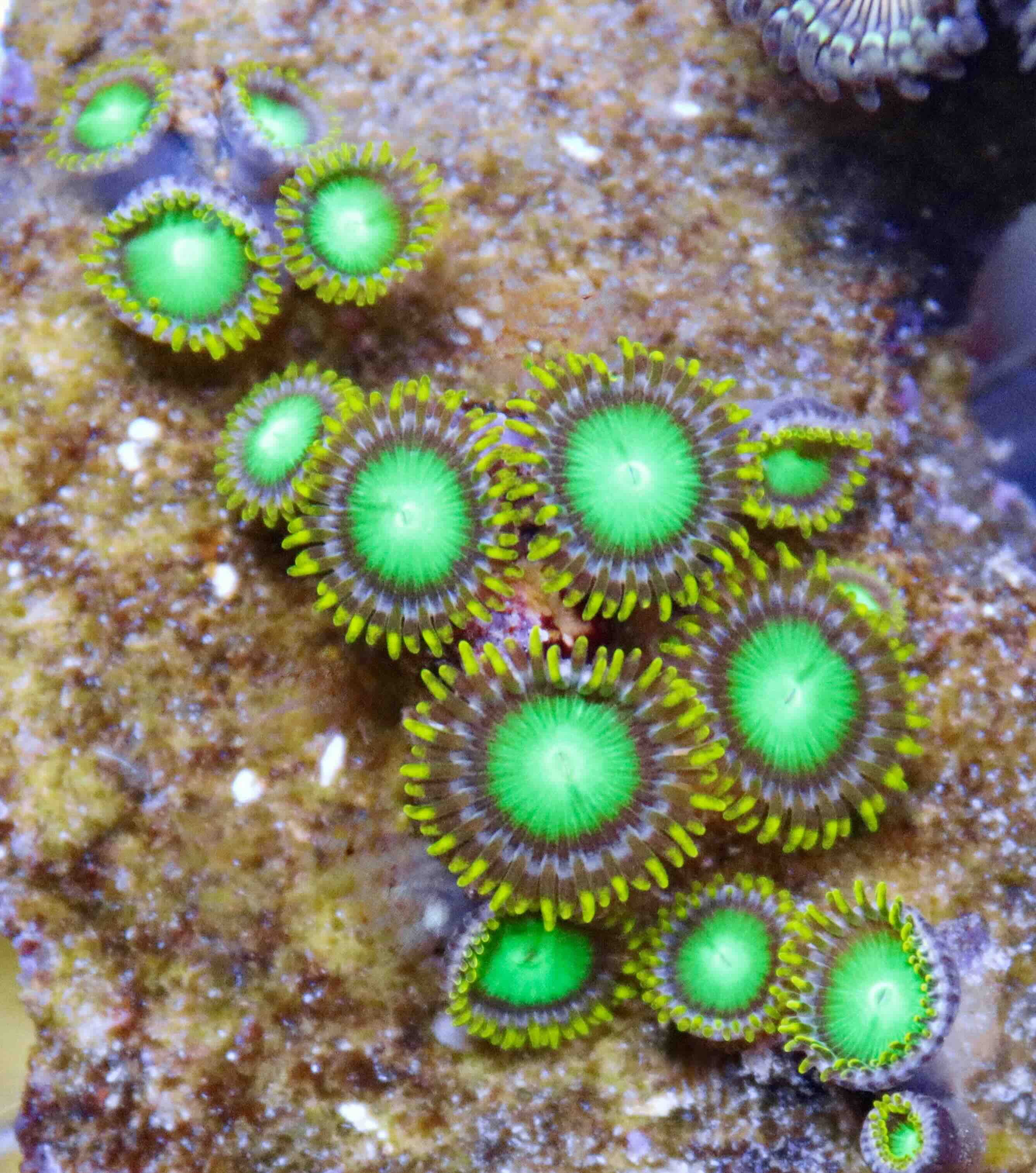 Zoanthus Radioactive dragon eye