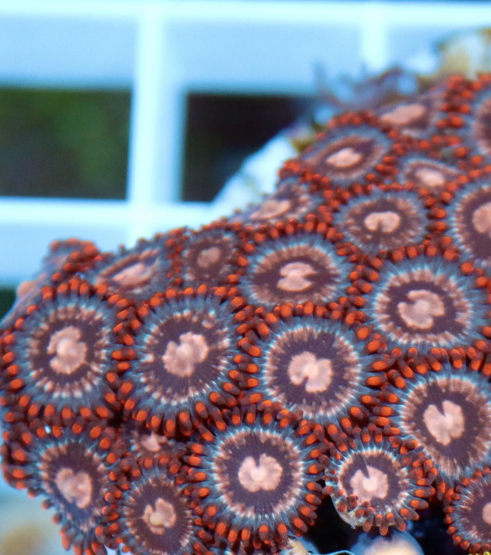 Zoanthus Red / Orange