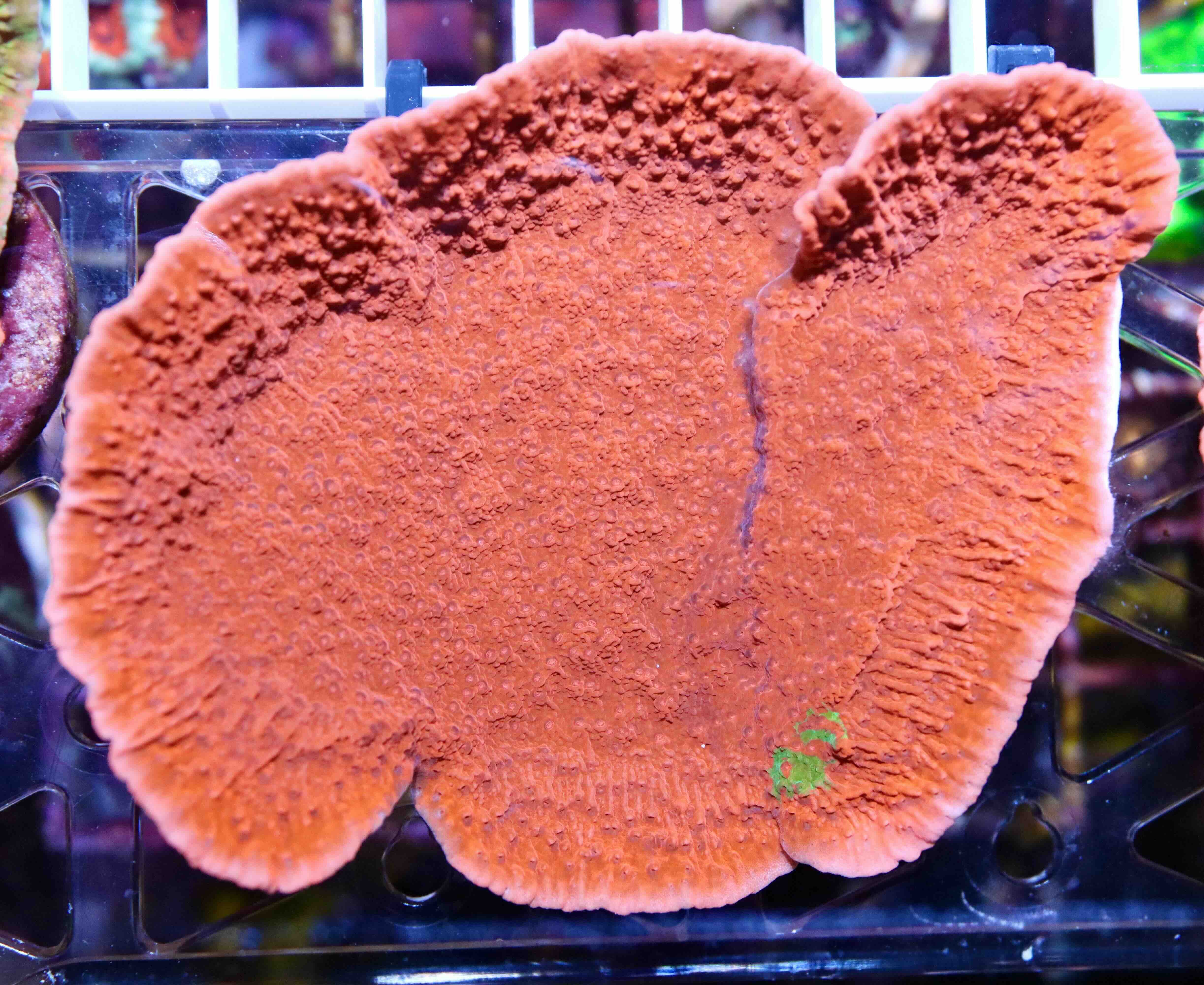 Montipora Crafted Green/Red (L), WYSIWYG04.3