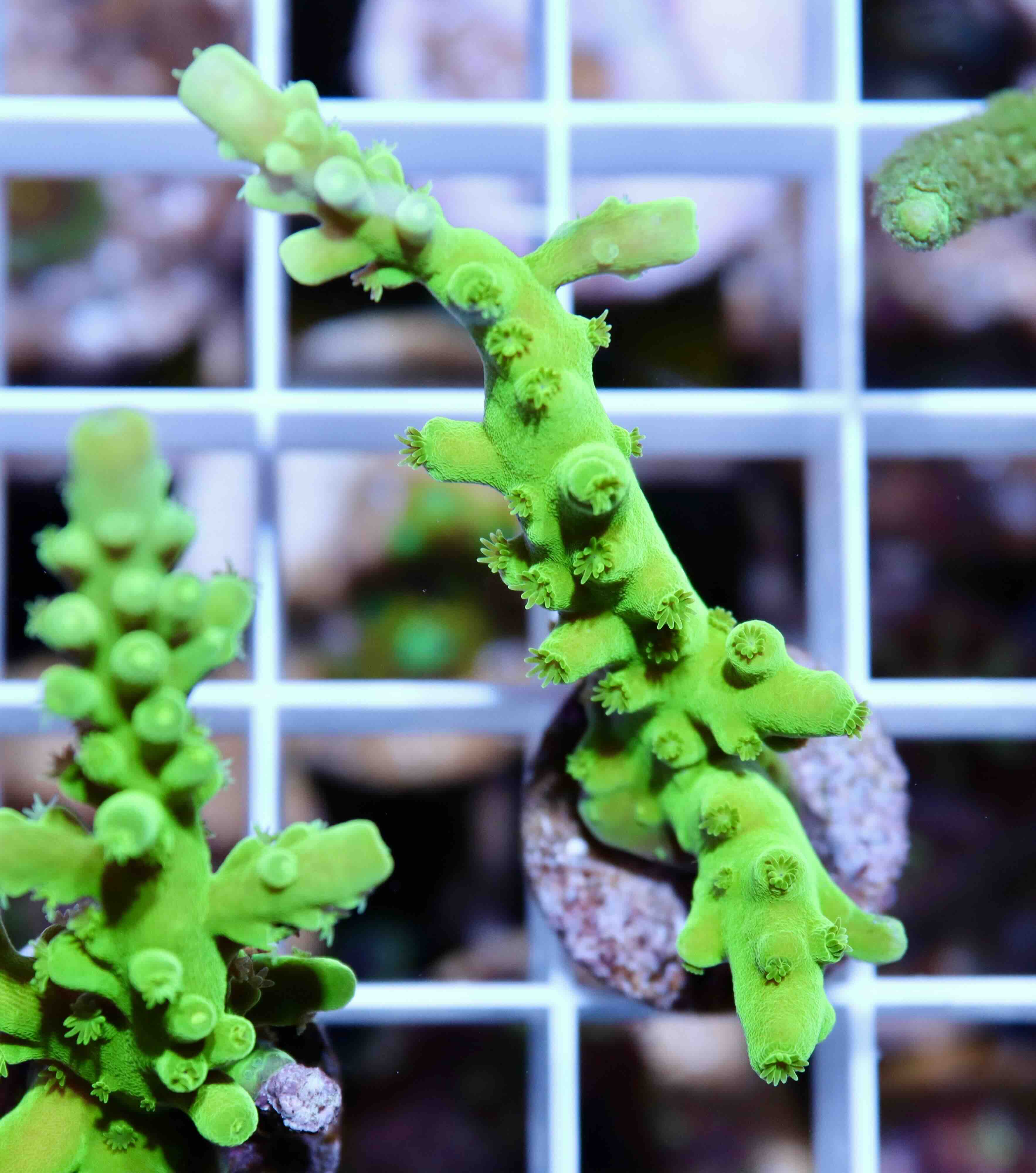 Acropora Frogskin (M), WYSIWYG018.1