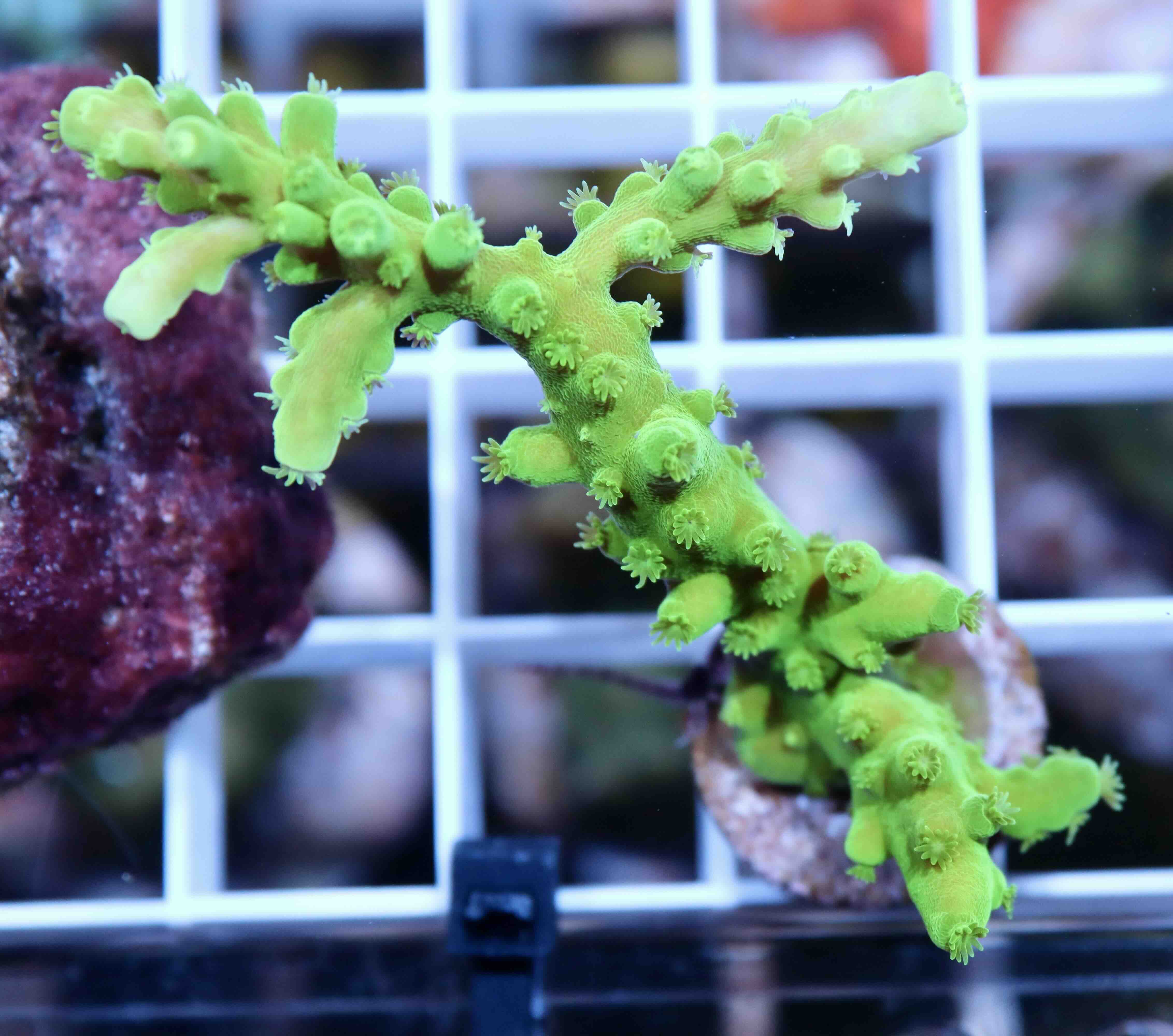 Acropora Frogskin (M), WYSIWYG018.1