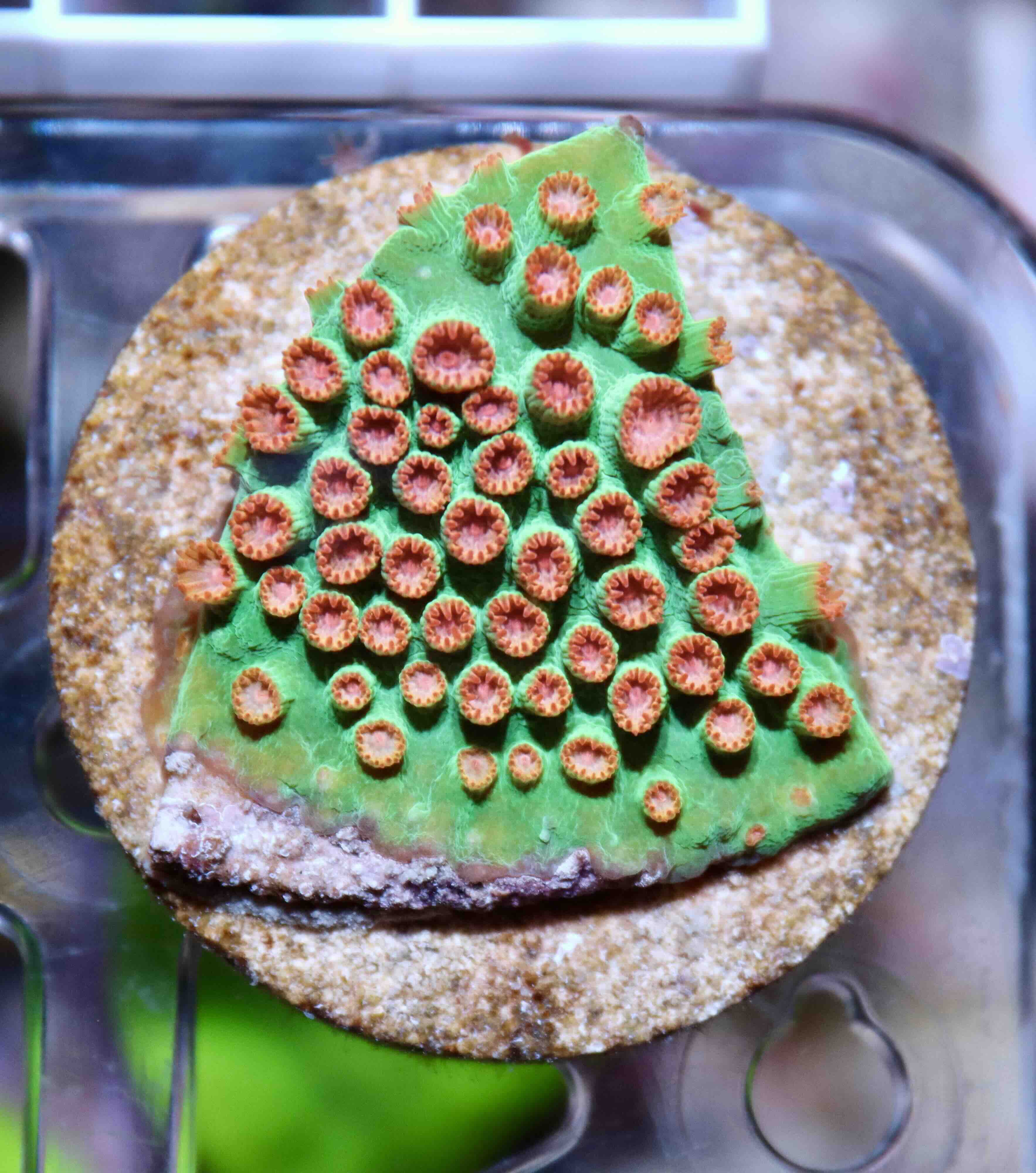 Cyphastrea Jingle Bells (S/M)