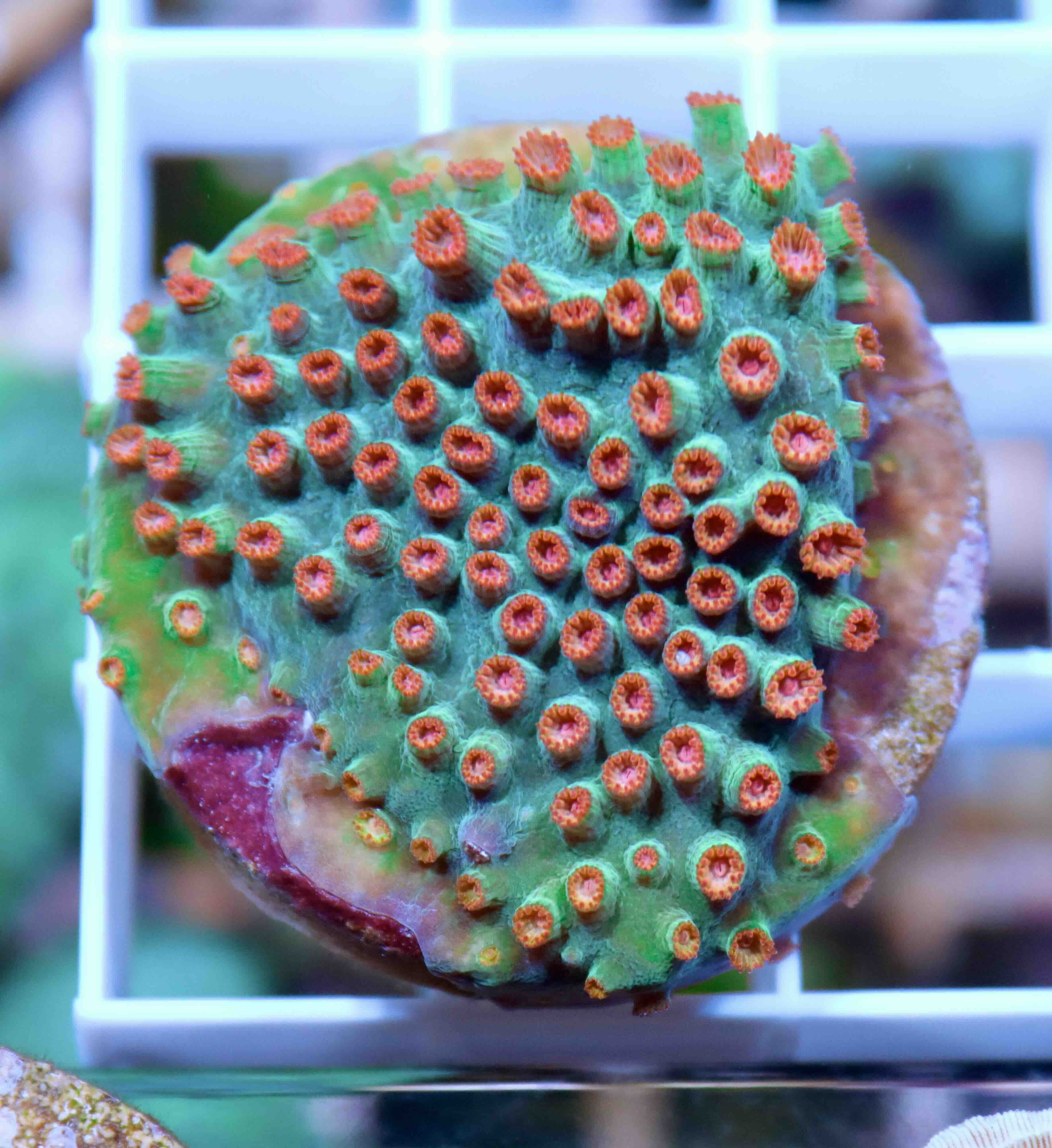 Cyphastrea Jingle Bells (S/M)