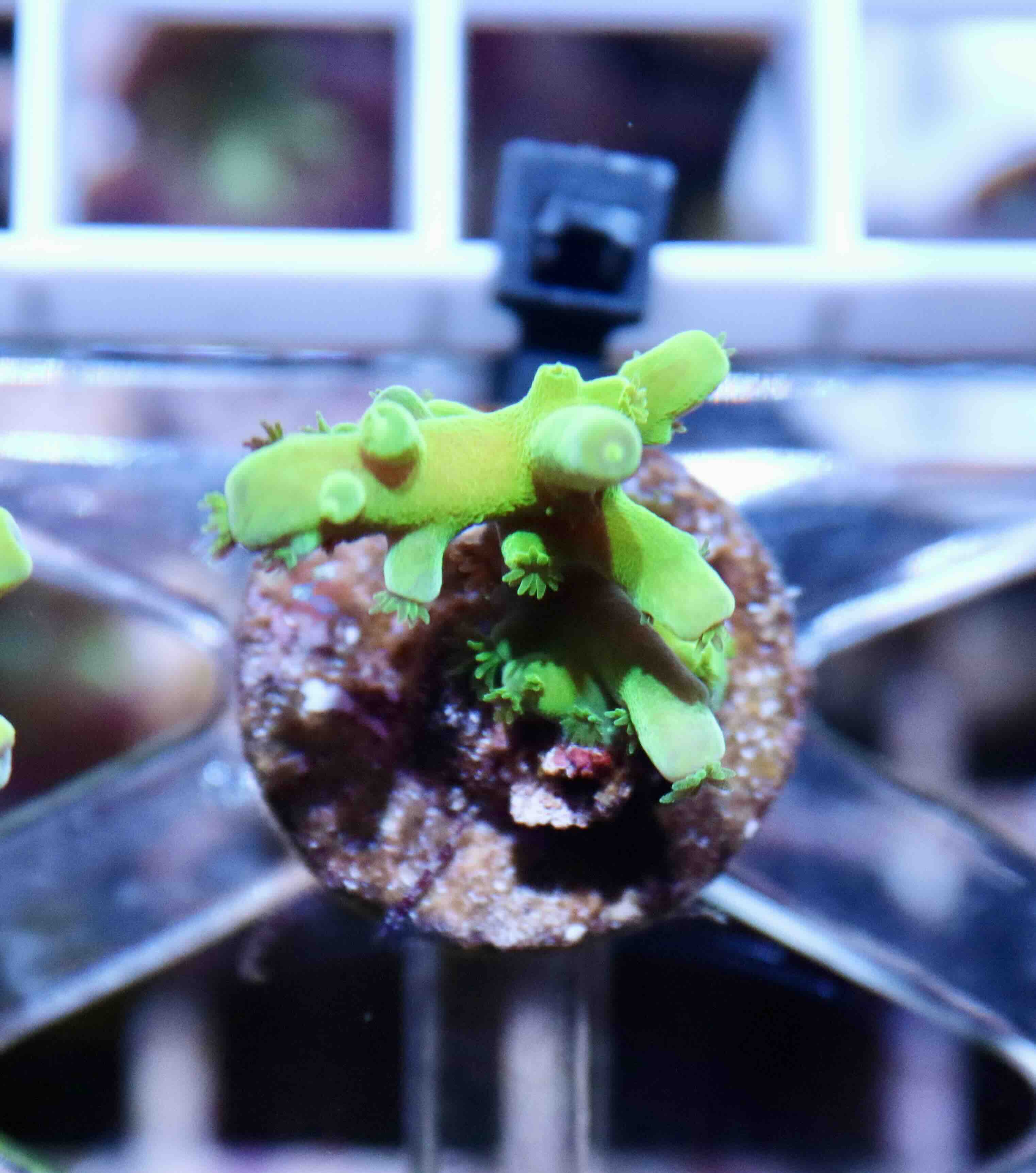 Acropora Frogskin (XS), WYSIWYG018.2