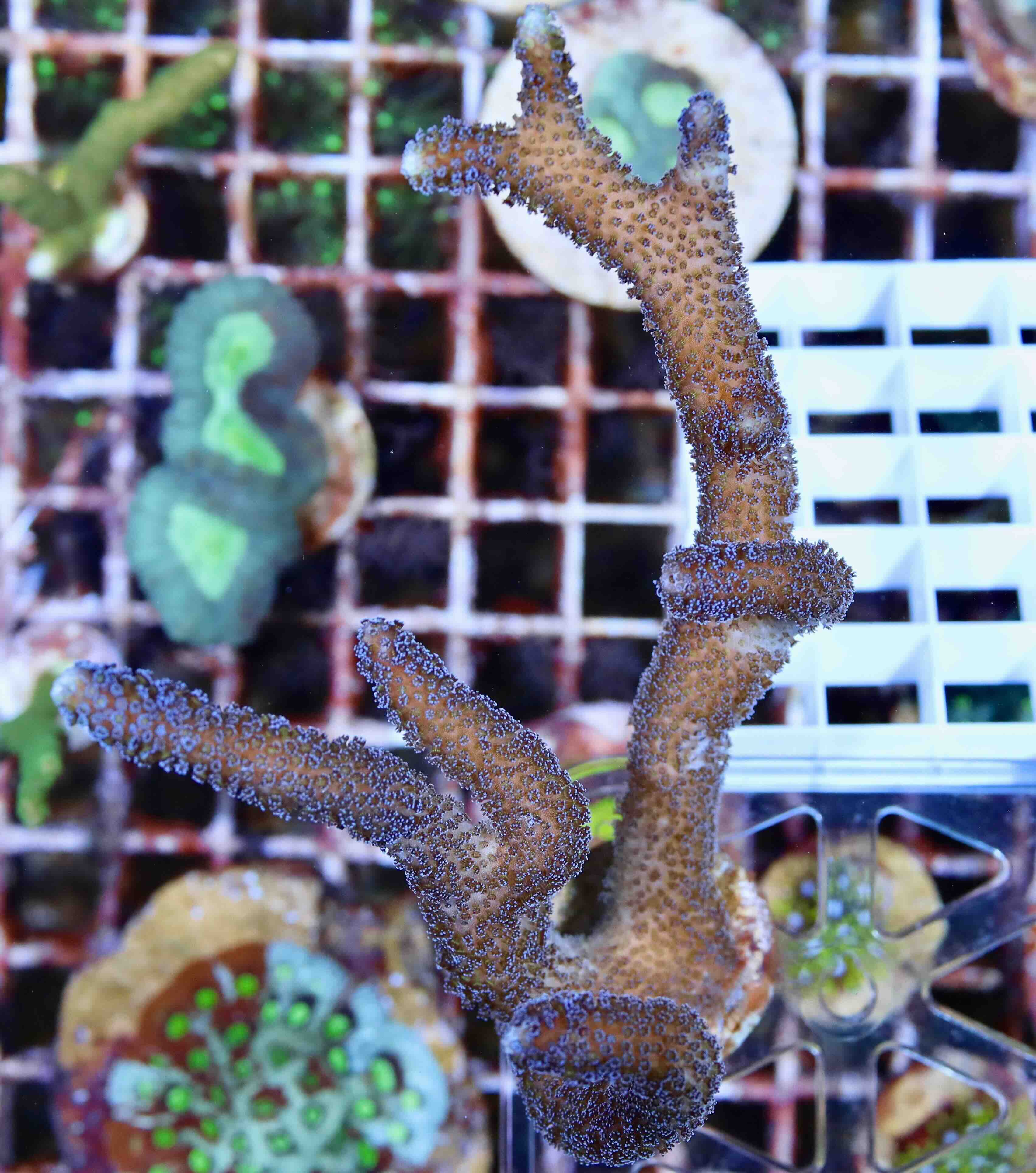 Stylophora Milka (L/XL), WYSIWYG112.3