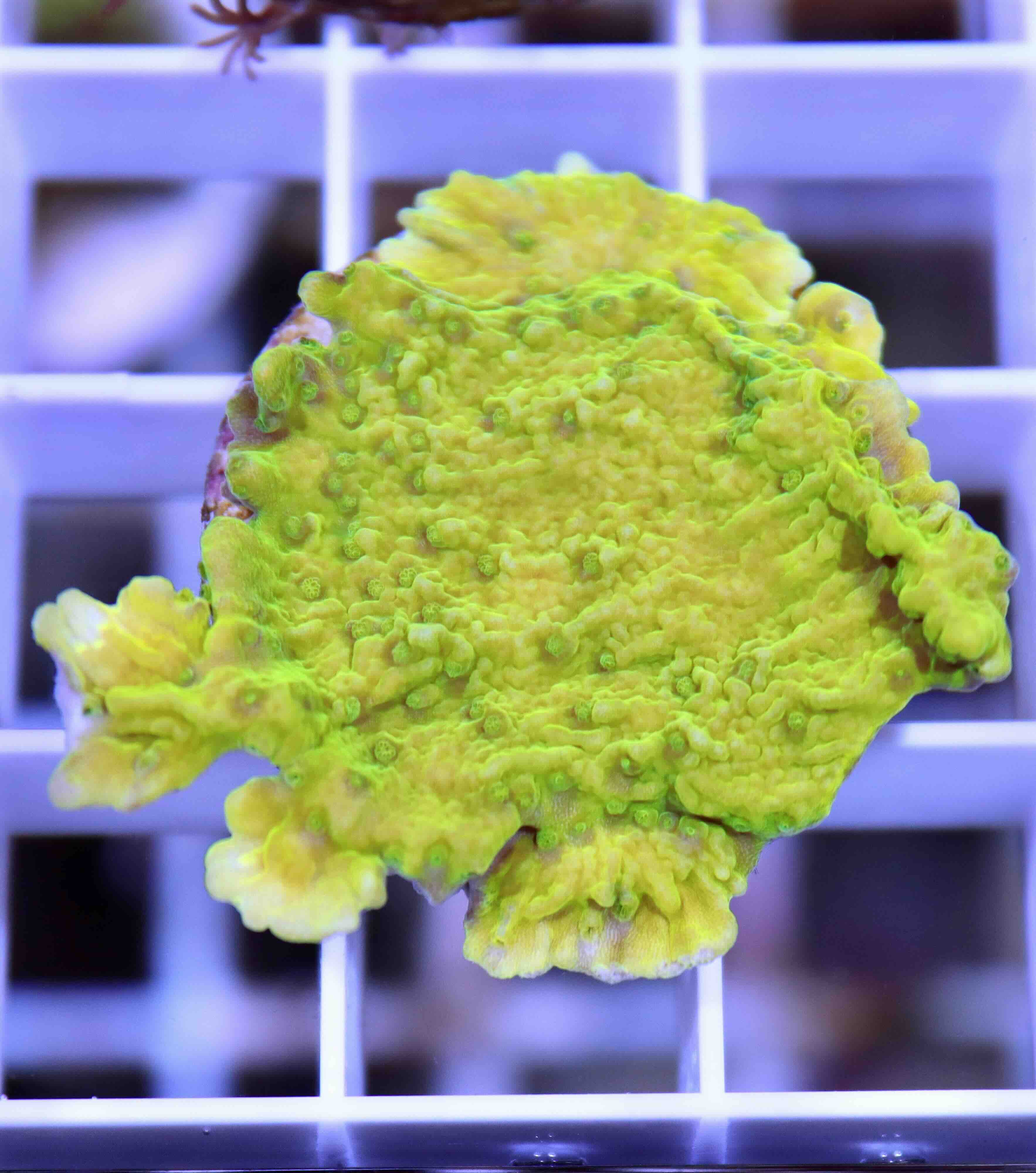 Montipora ultra green (S)