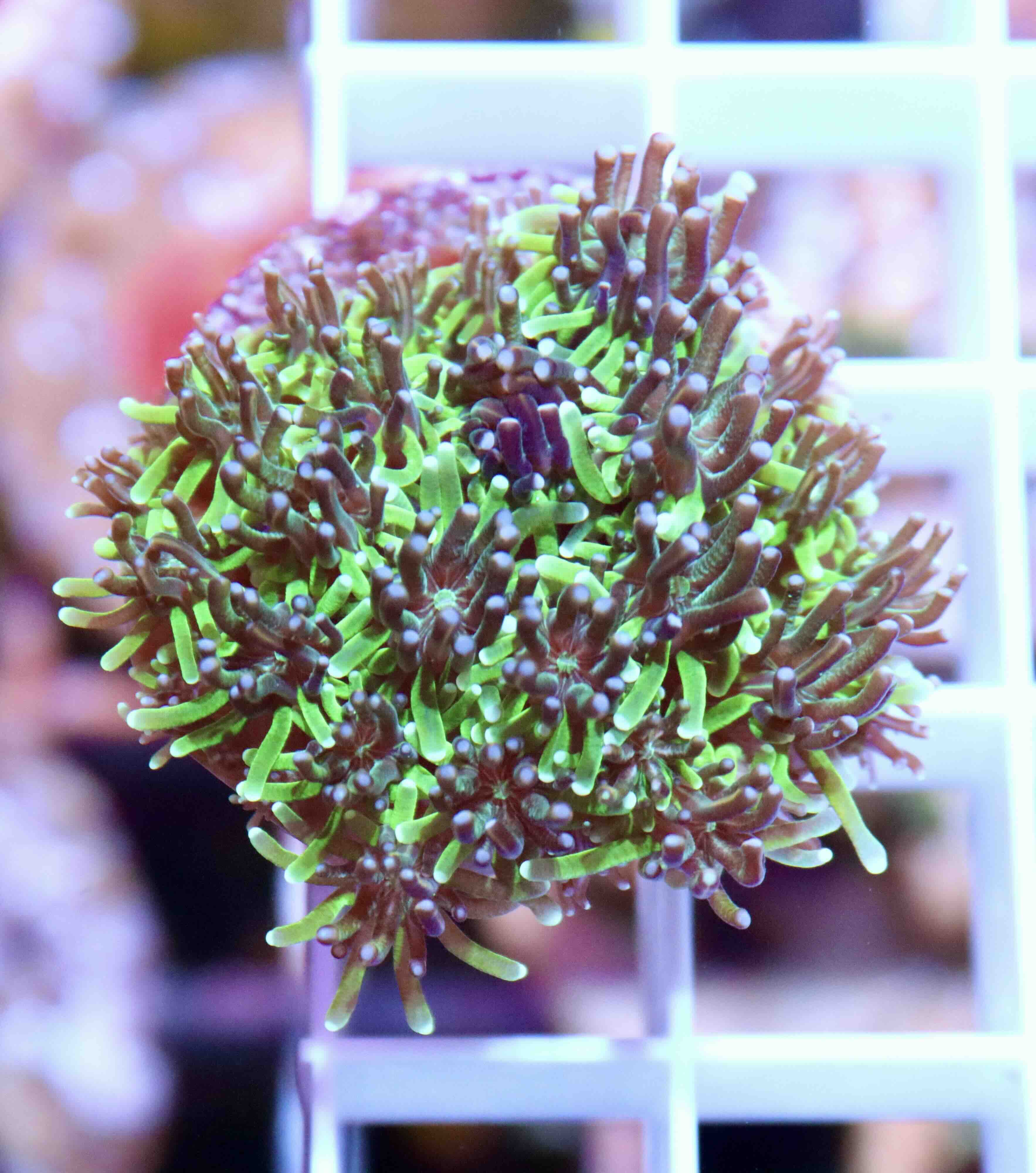 Galaxea Green/Gold (M)