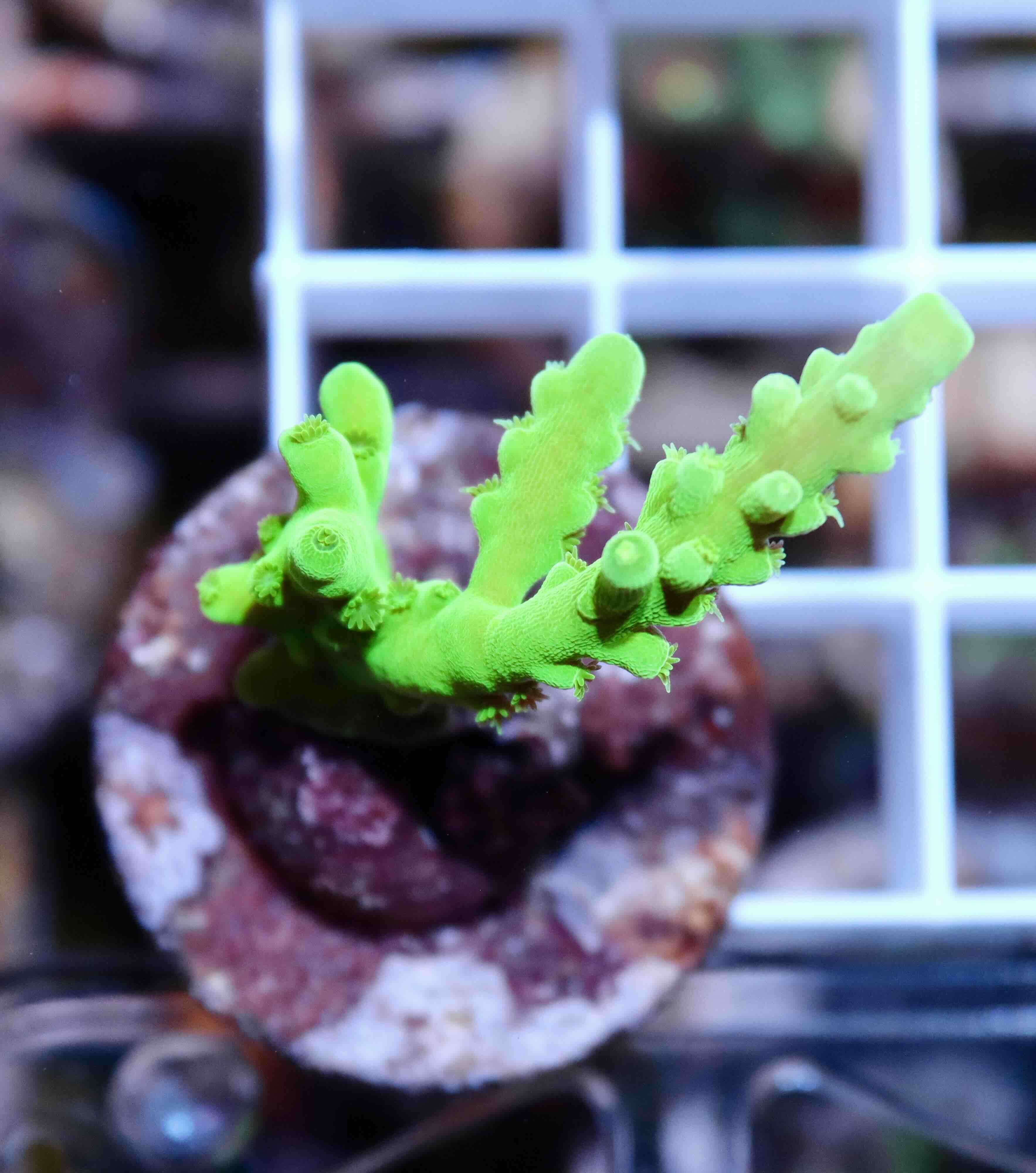 Acropora Frogskin (XS/S), WYSIWYG018.3