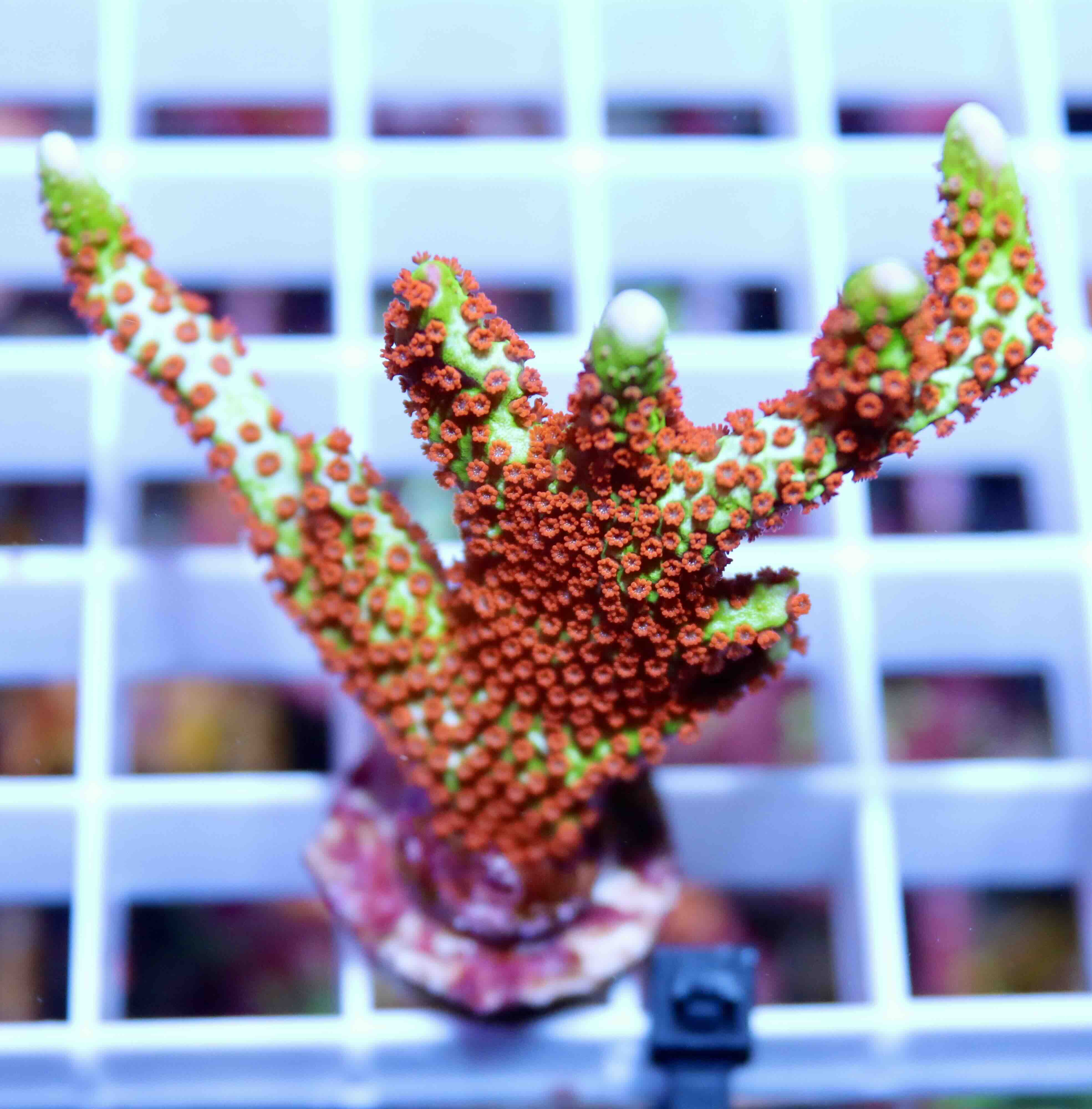 Montipora digitata Fire Forest, Typ A (M)