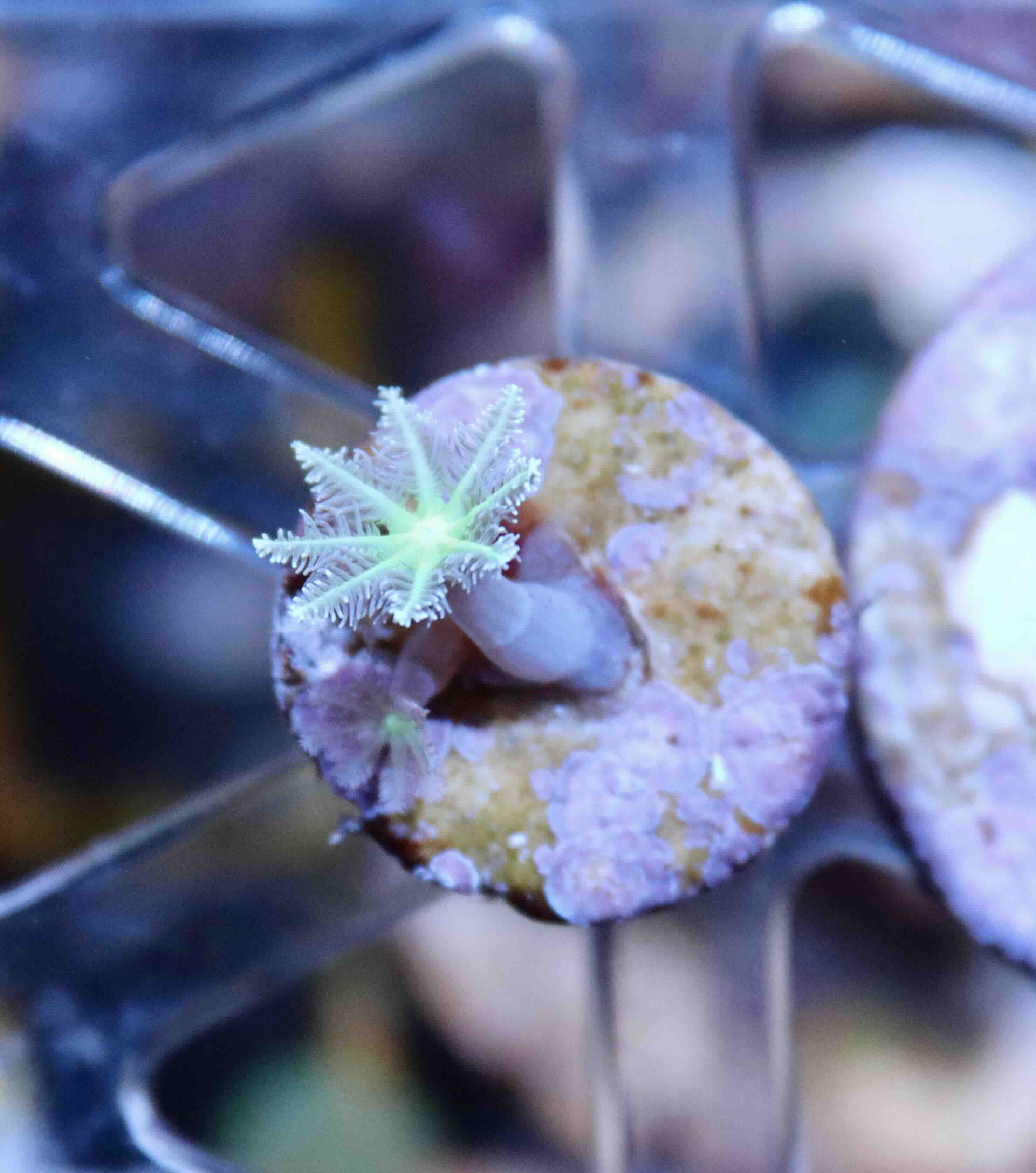 Clavularia Green (XS), WYSIWYG33.6
