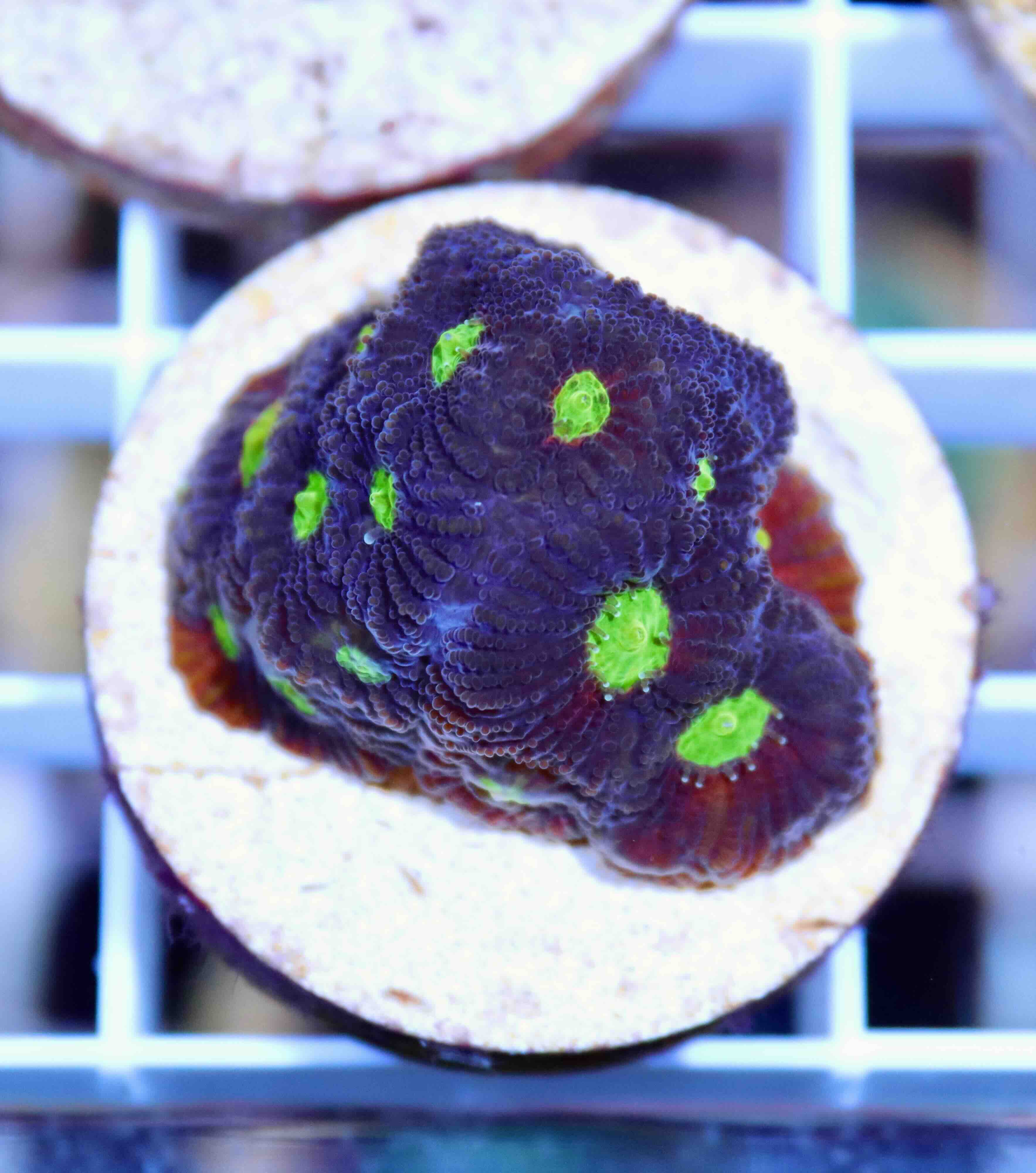 Favites JF Toro Bravo (S/M), WYSIWYG40.9