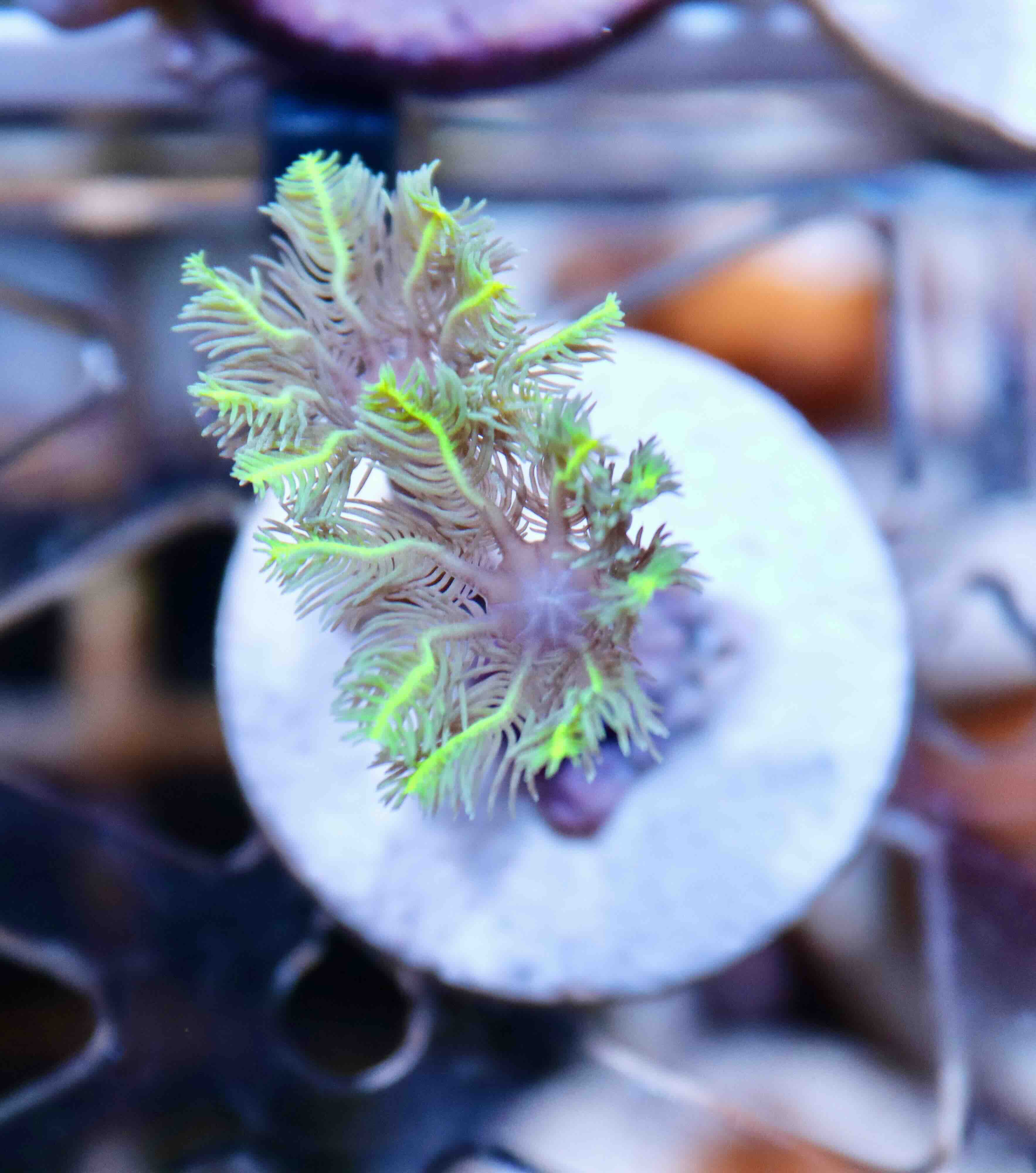 Clavularia Neon Green (S)