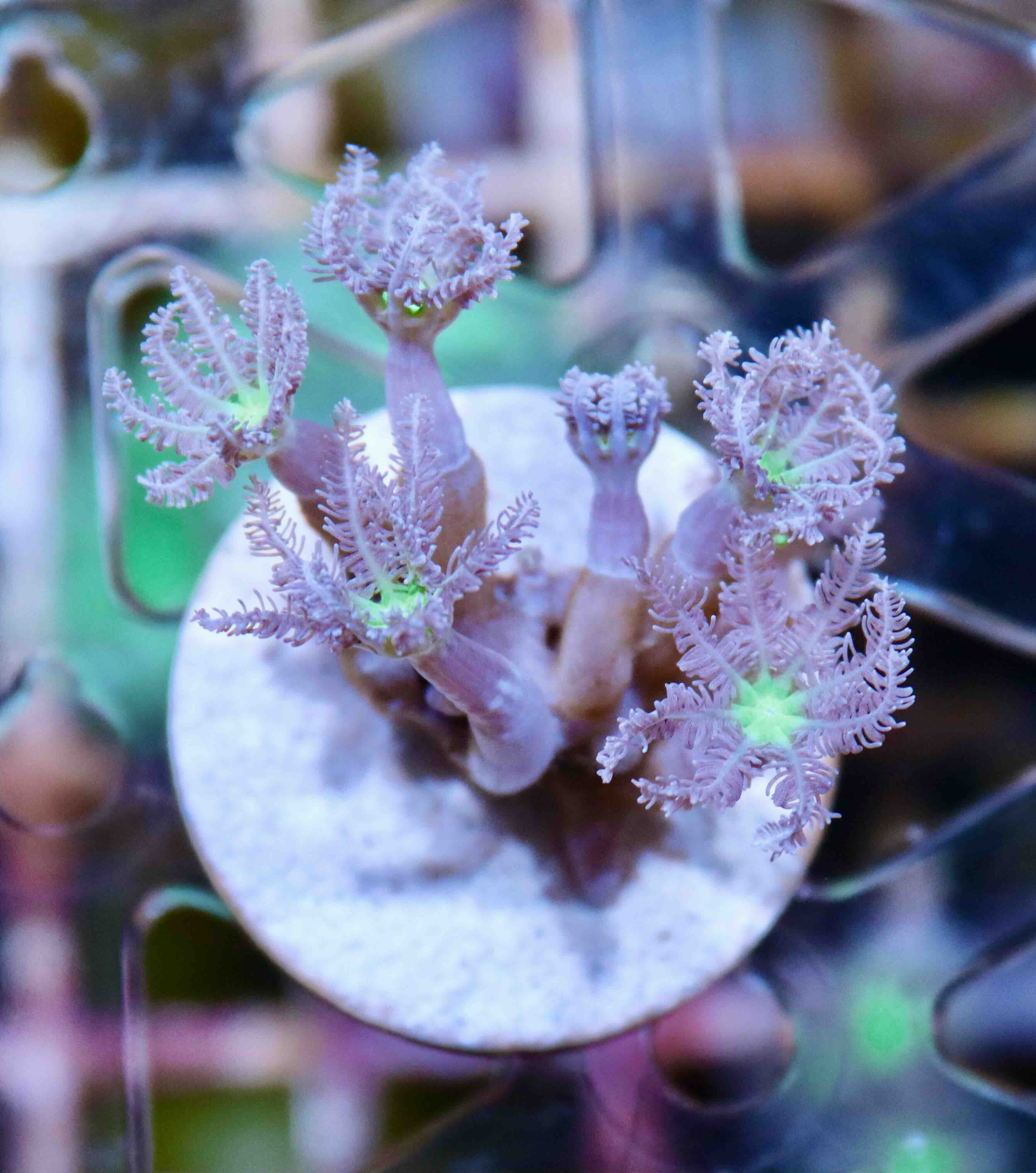 Clavularia Green (S/M)
