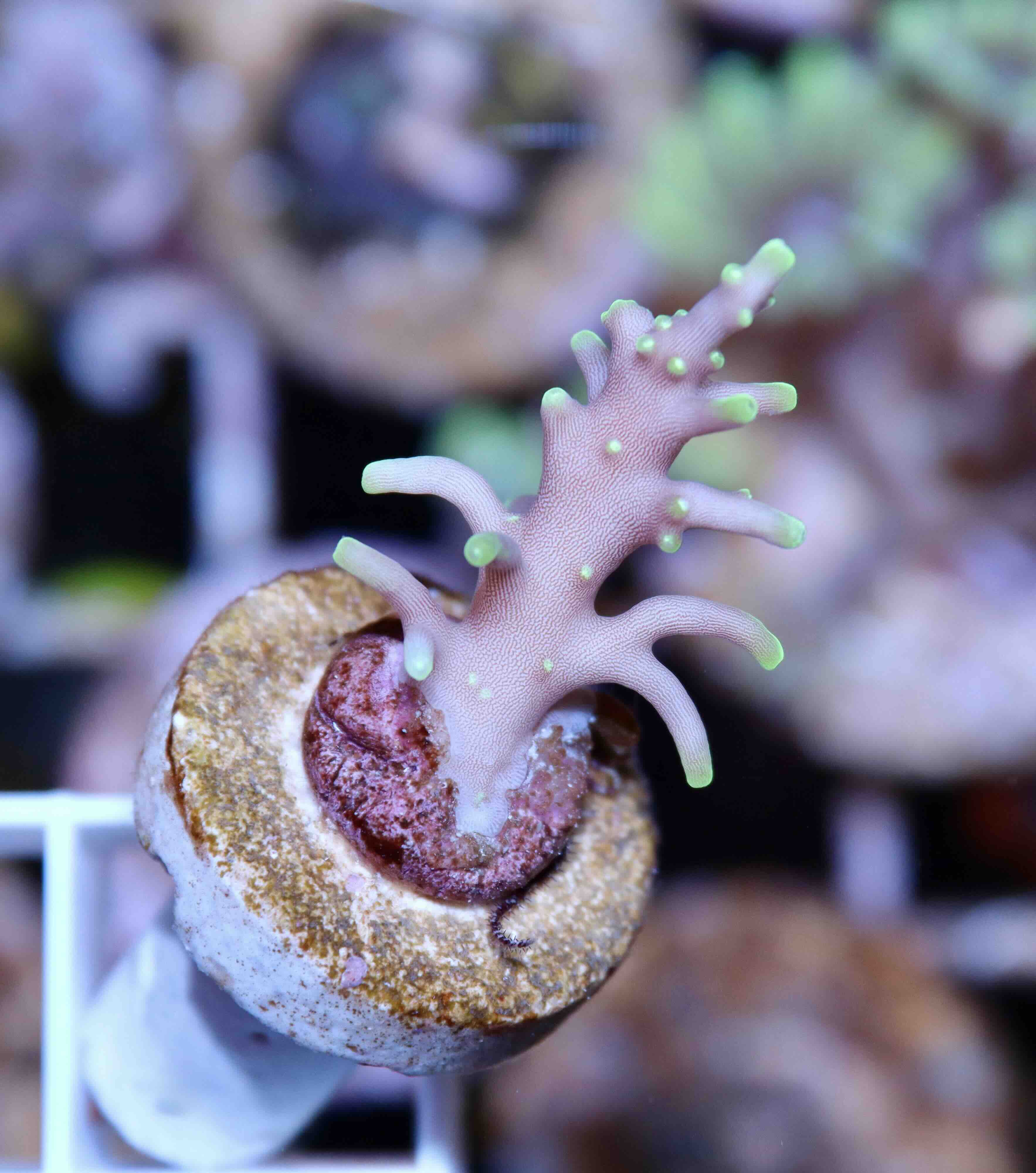 Acropora carduus MR.Pacman (XS), WYSIWYG21.1