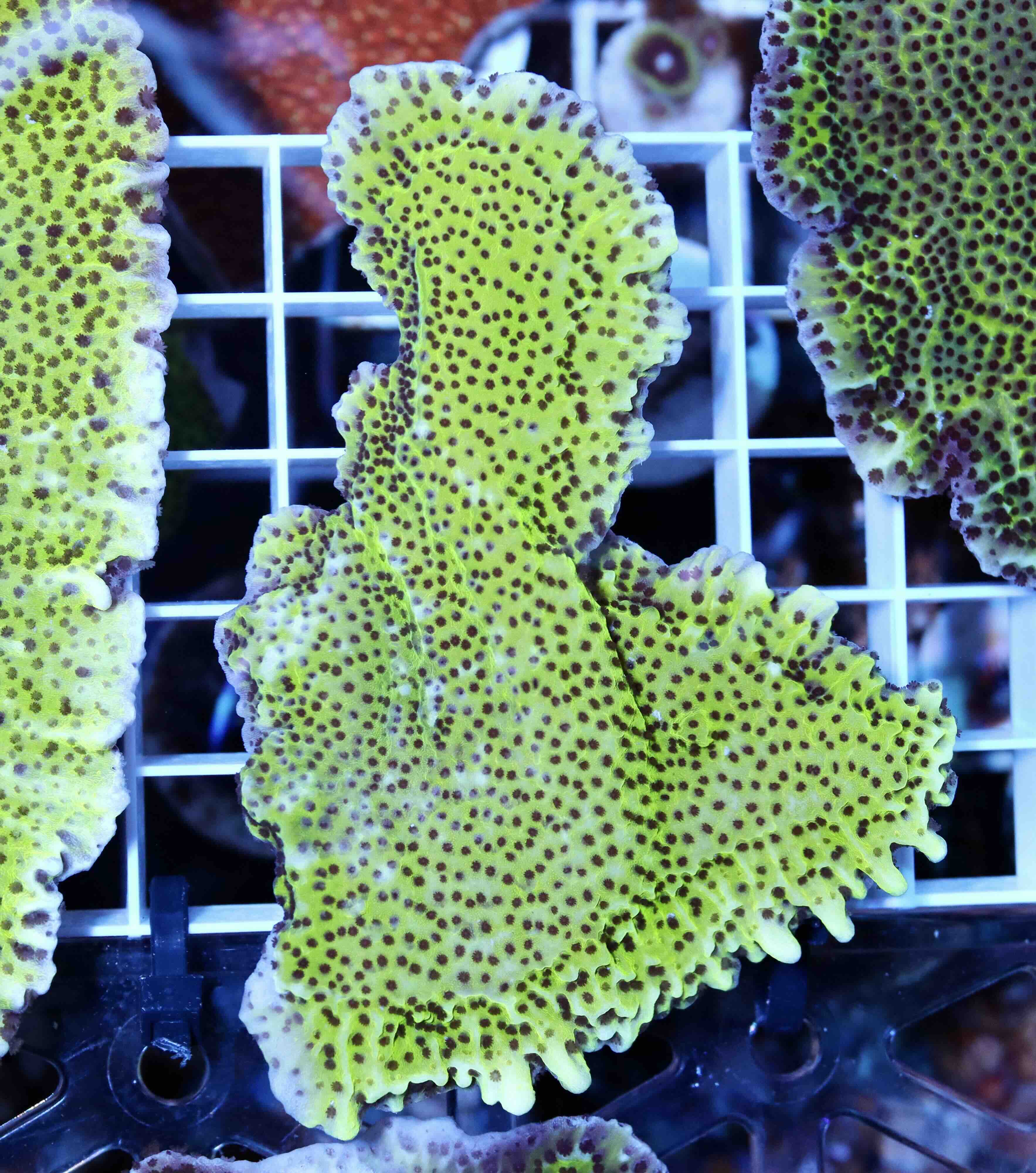 Montipora Spongodes Green (M)
